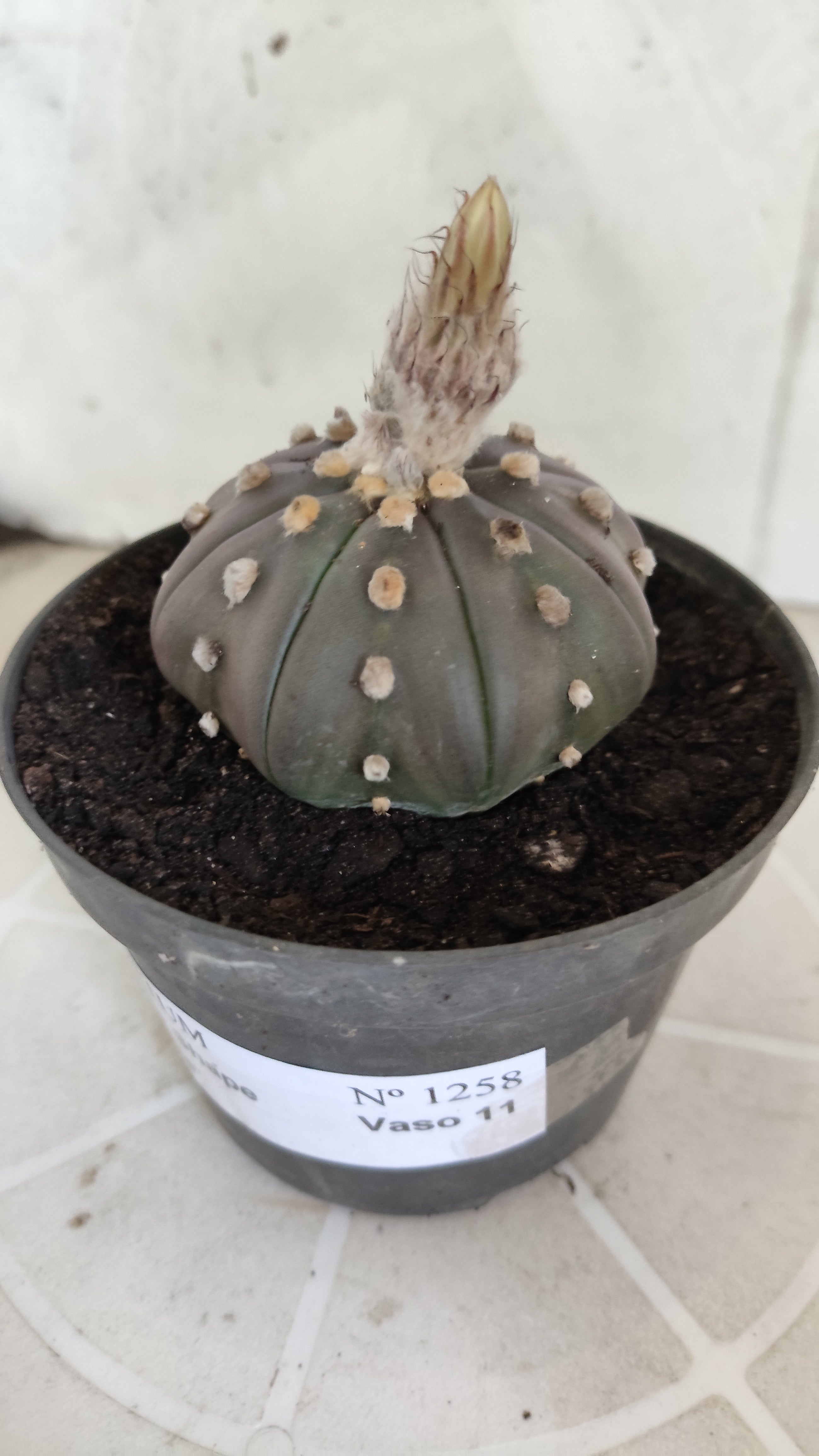ASTROPHYTUM ASTERIAS Purple "STAR SHAPE" Nº 1258 – vaso 11