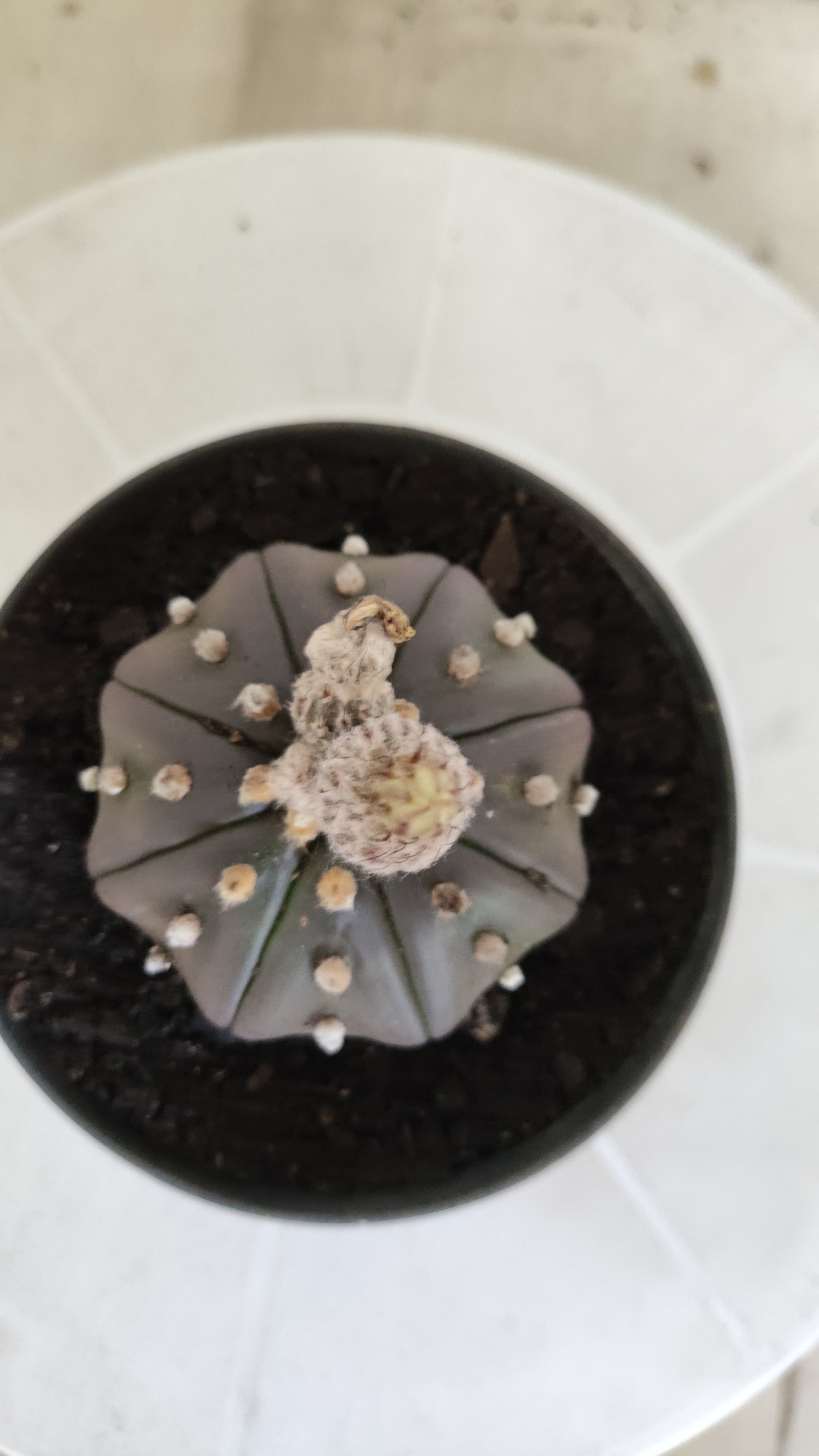 ASTROPHYTUM ASTERIAS Purple "STAR SHAPE" Nº 1258 – vaso 11
