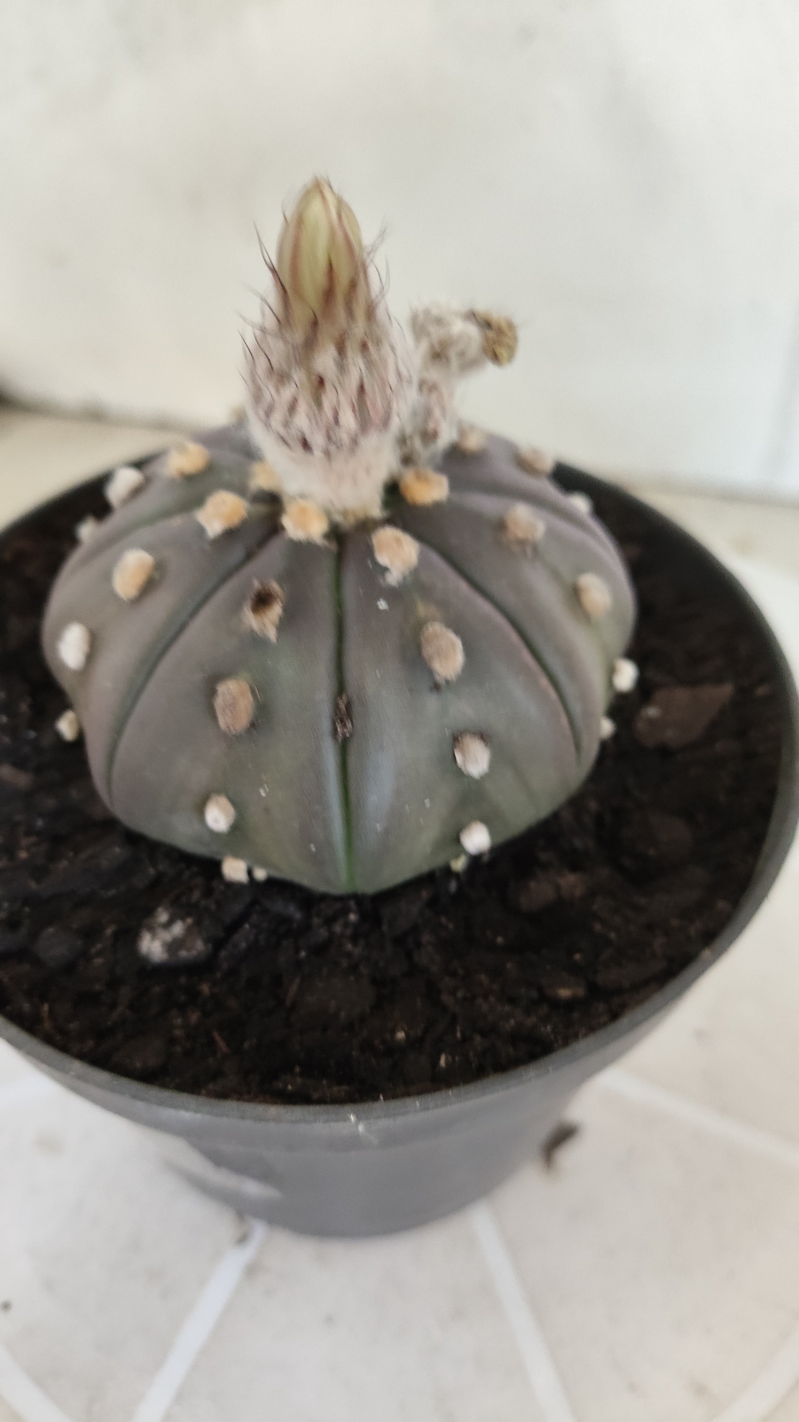 ASTROPHYTUM ASTERIAS Purple "STAR SHAPE" Nº 1258 – vaso 11