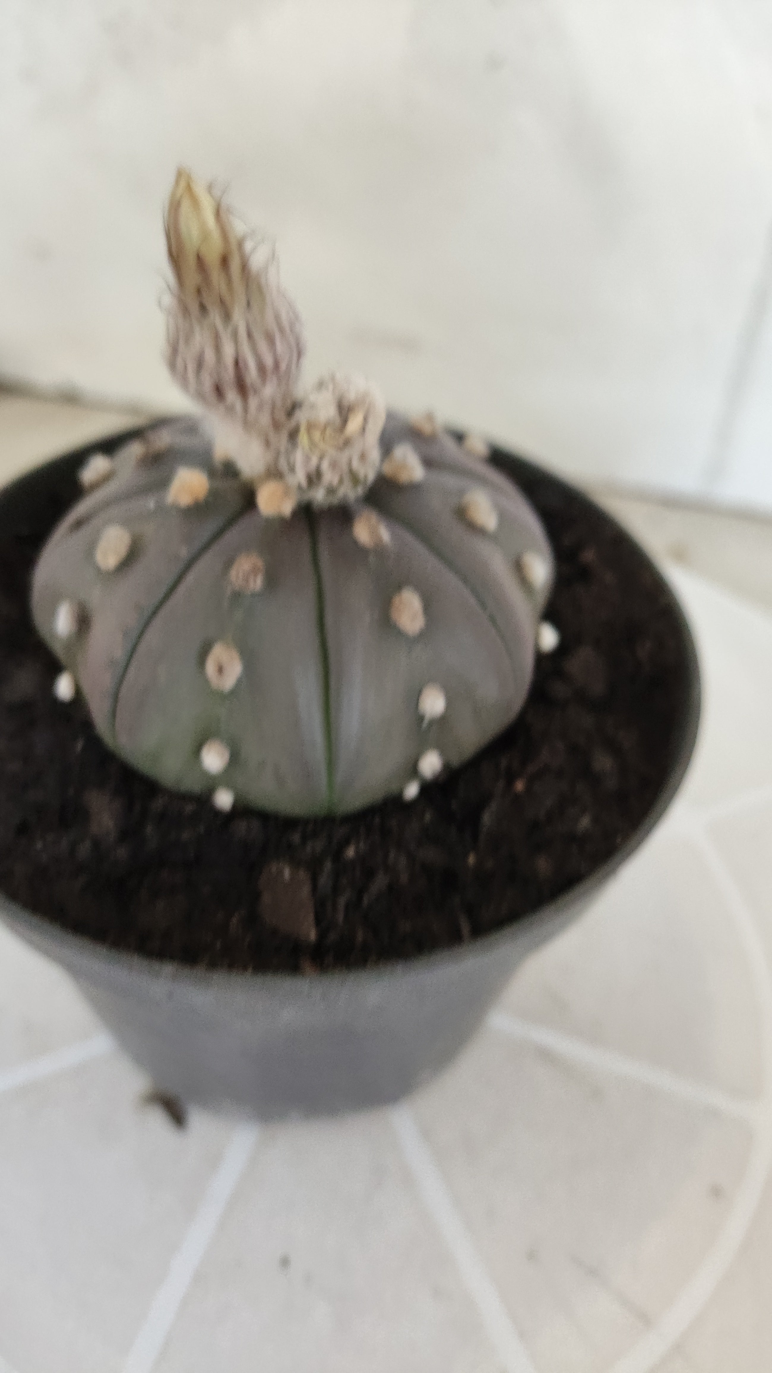 ASTROPHYTUM ASTERIAS Purple "STAR SHAPE" Nº 1258 – vaso 11