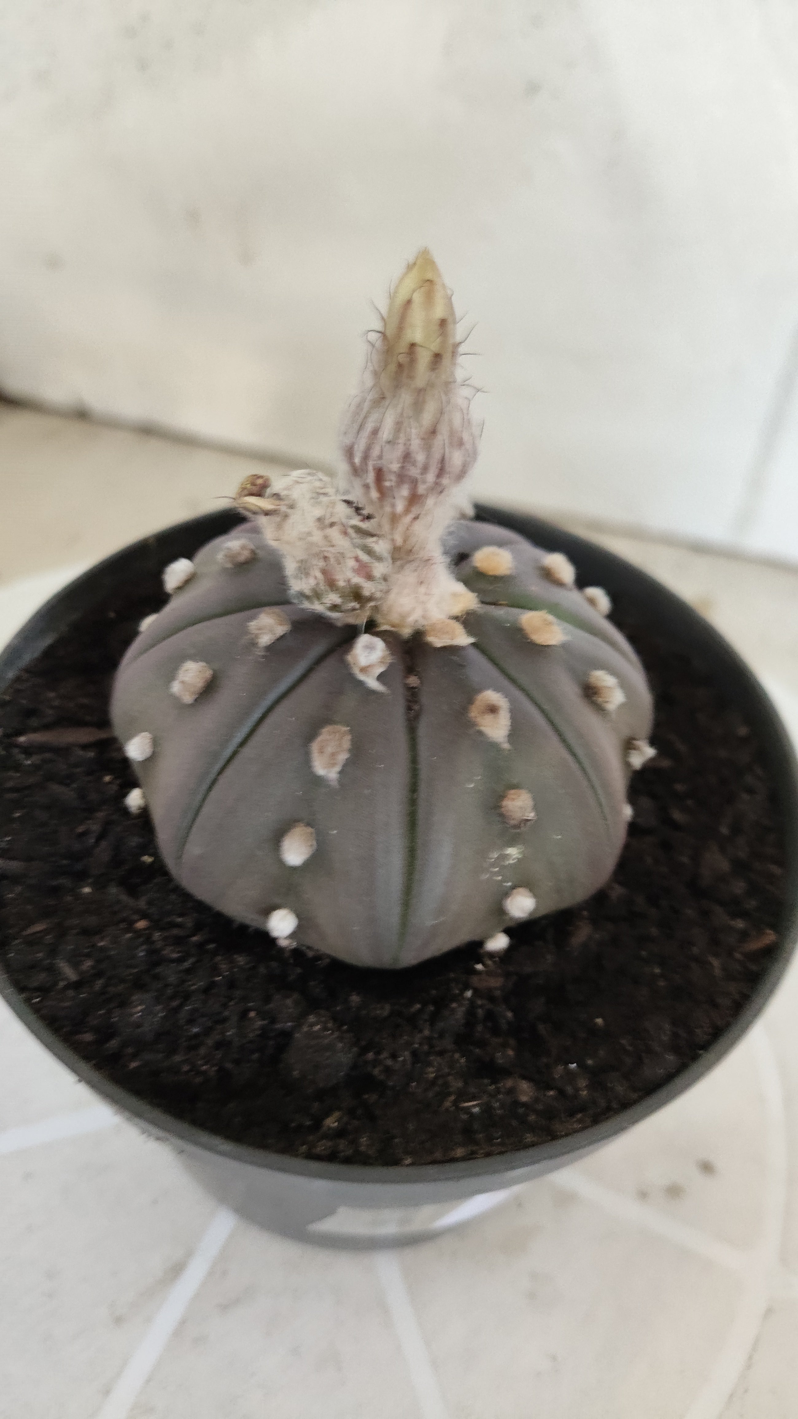ASTROPHYTUM ASTERIAS Purple "STAR SHAPE" Nº 1258 – vaso 11