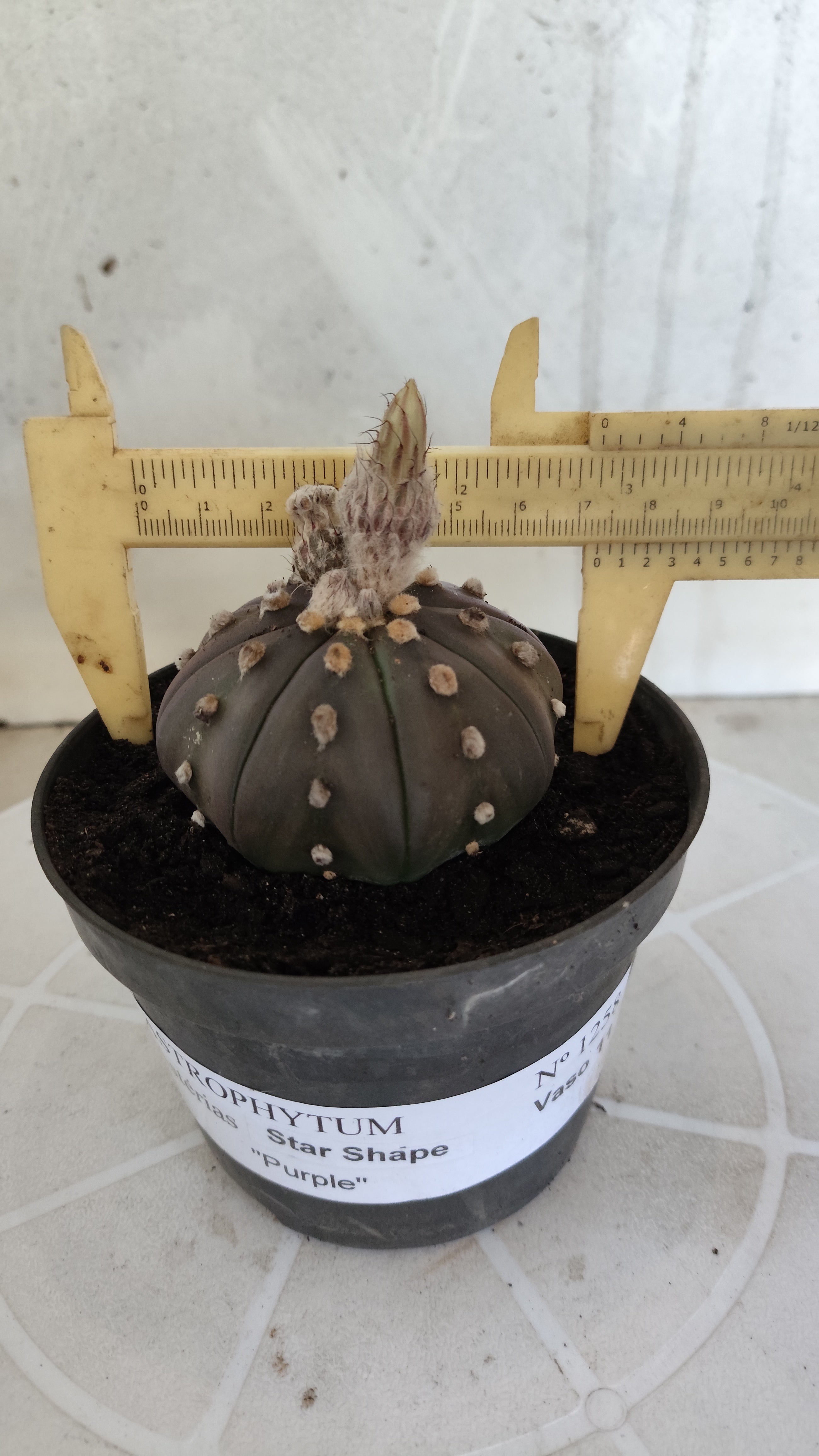 ASTROPHYTUM ASTERIAS Purple "STAR SHAPE" Nº 1258 – vaso 11