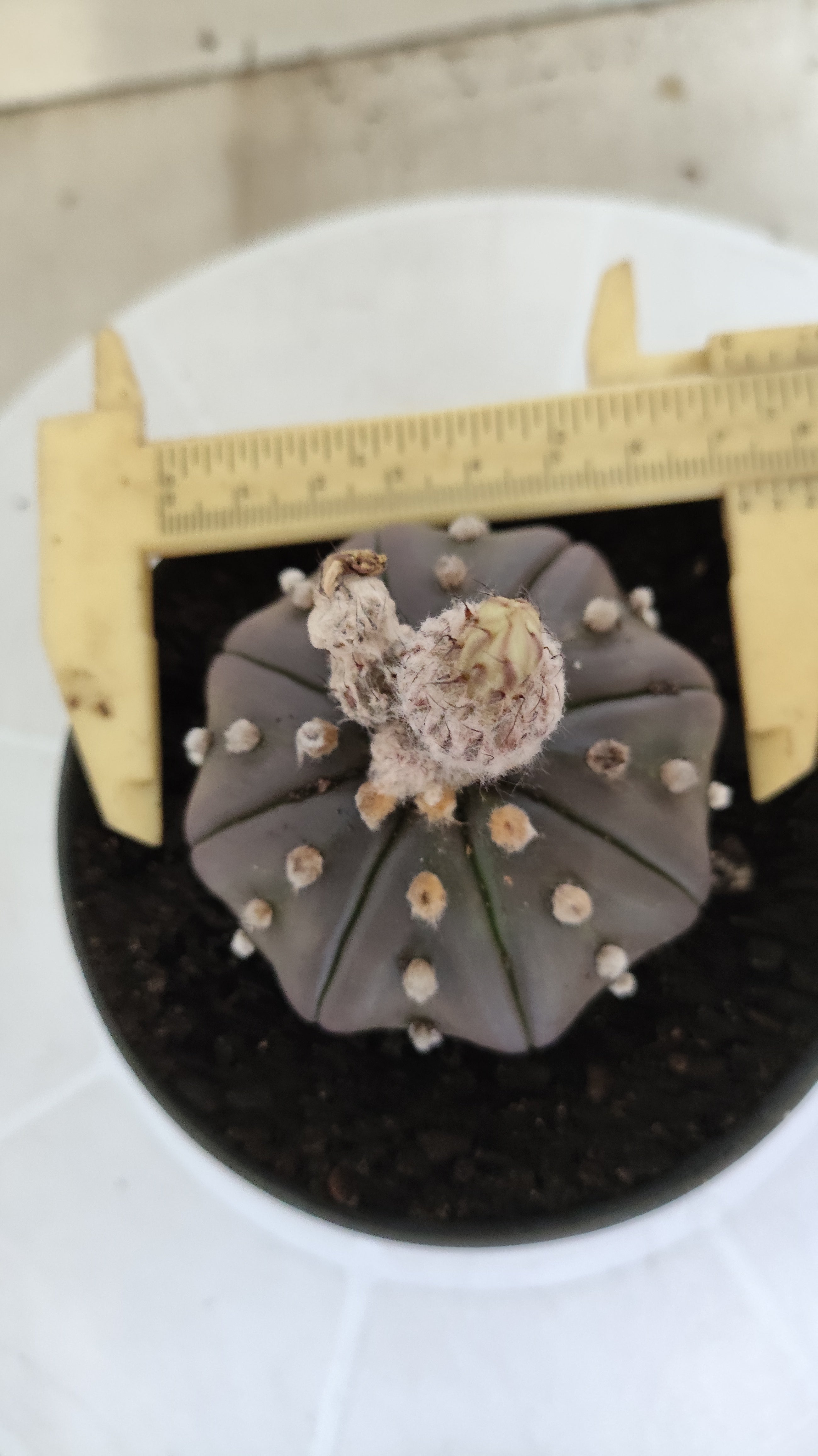 ASTROPHYTUM ASTERIAS Purple "STAR SHAPE" Nº 1258 – vaso 11