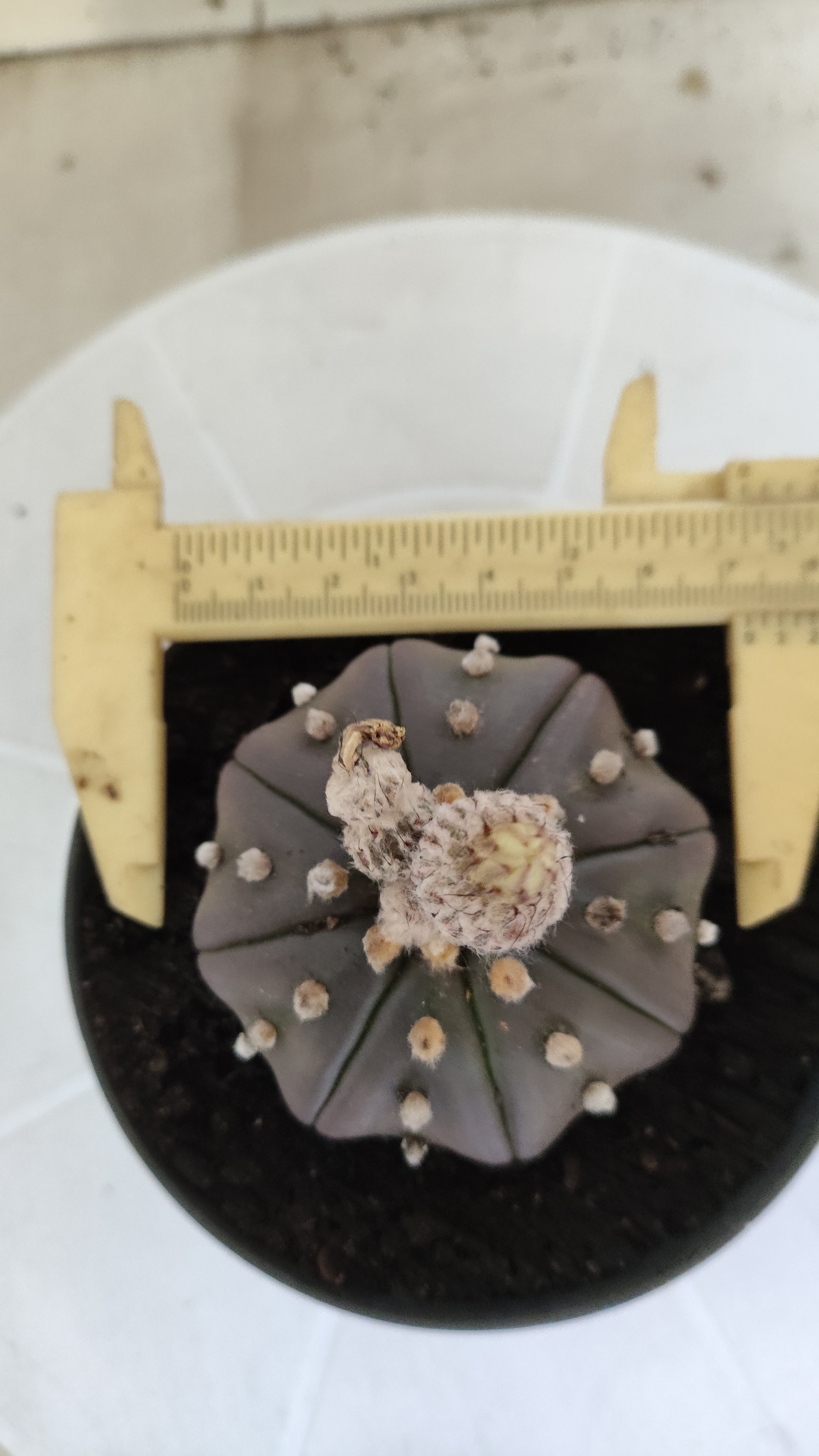 ASTROPHYTUM ASTERIAS Purple "STAR SHAPE" Nº 1258 – vaso 11