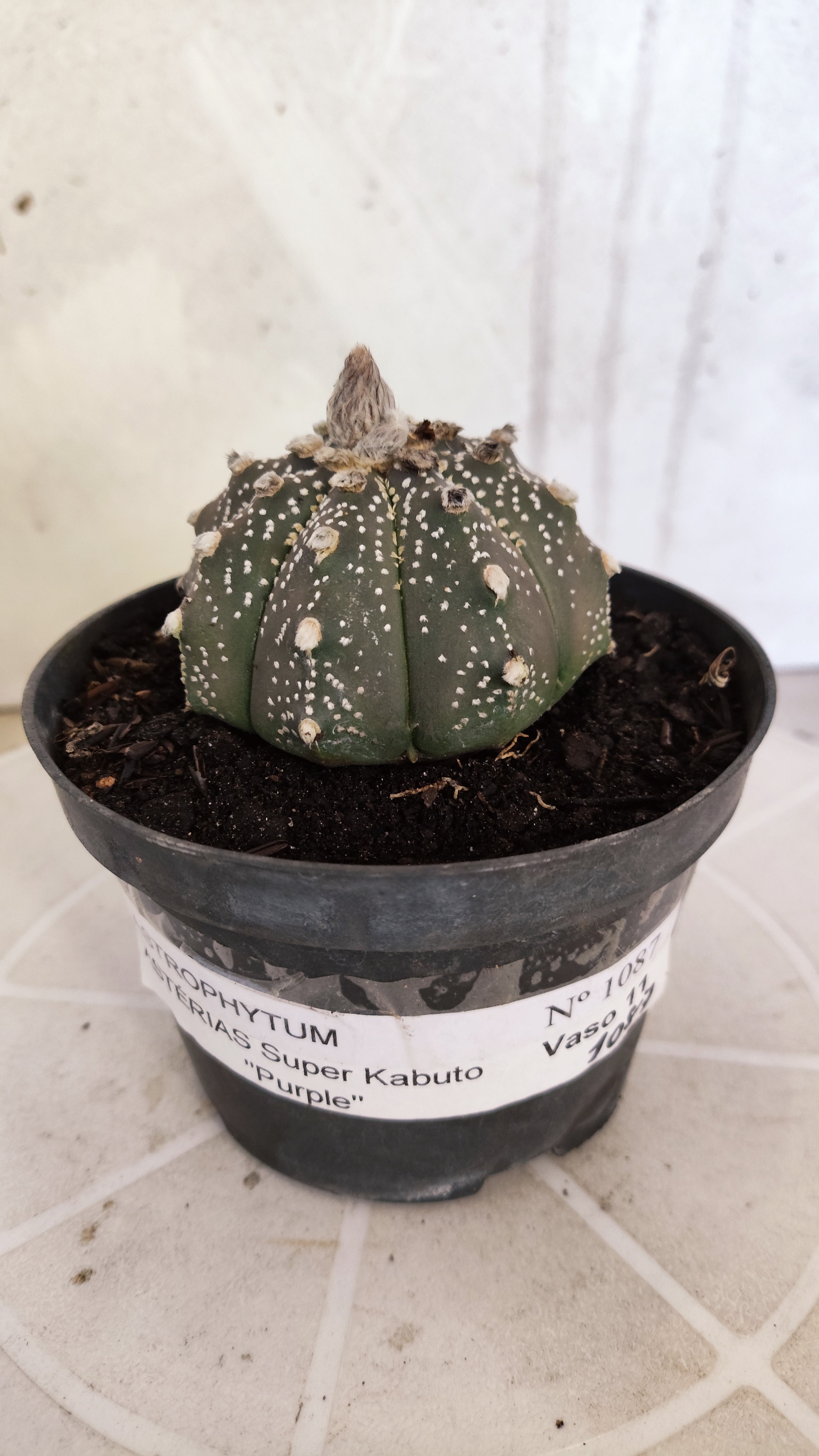 ASTROPHYTUM ASTERIAS "SUPER KABUTO - Purple"   Nº 1087 – vaso 11