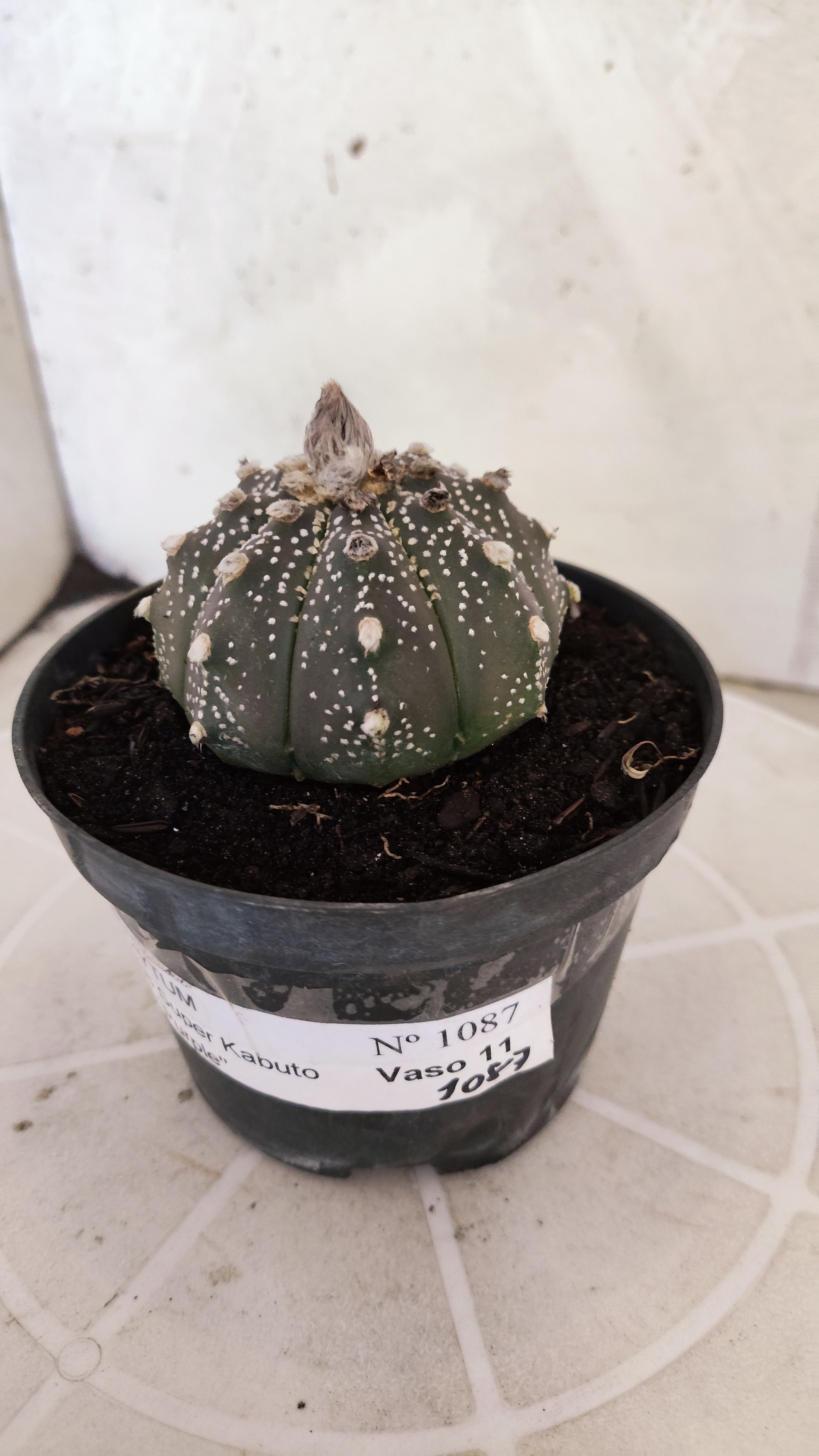 ASTROPHYTUM ASTERIAS "SUPER KABUTO - Purple"   Nº 1087 – vaso 11