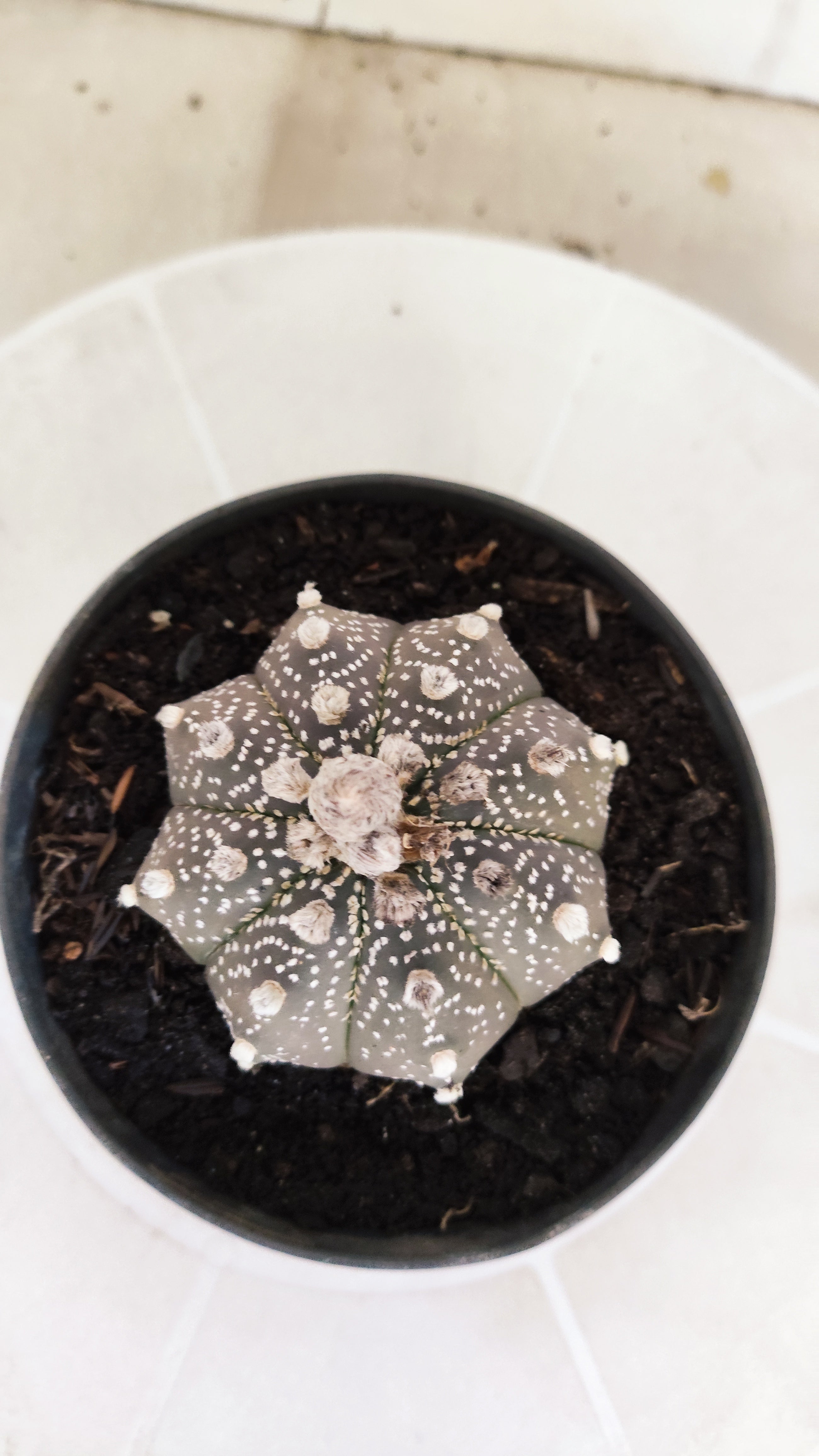 ASTROPHYTUM ASTERIAS "SUPER KABUTO - Purple"   Nº 1087 – vaso 11