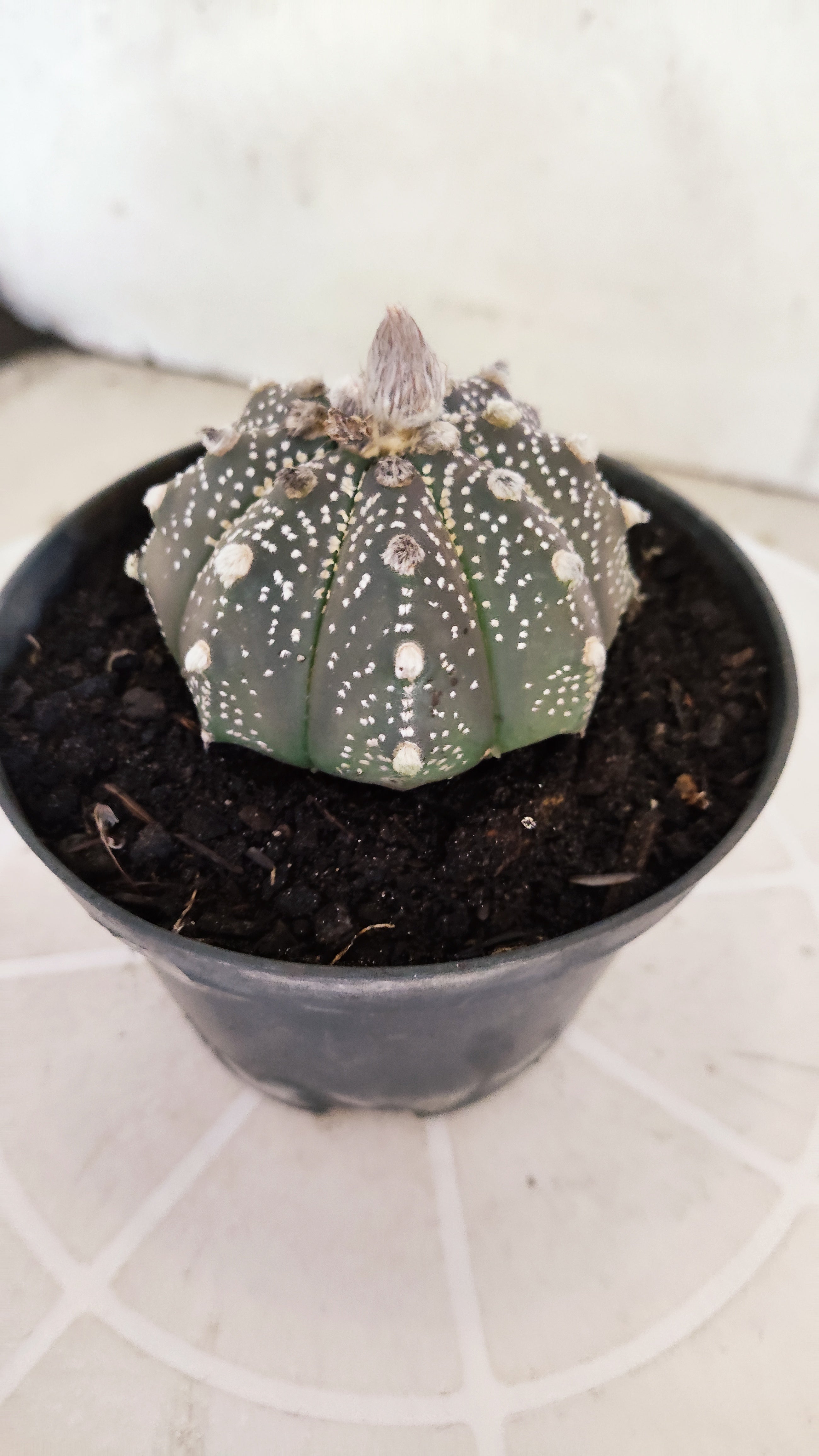 ASTROPHYTUM ASTERIAS "SUPER KABUTO - Purple"   Nº 1087 – vaso 11