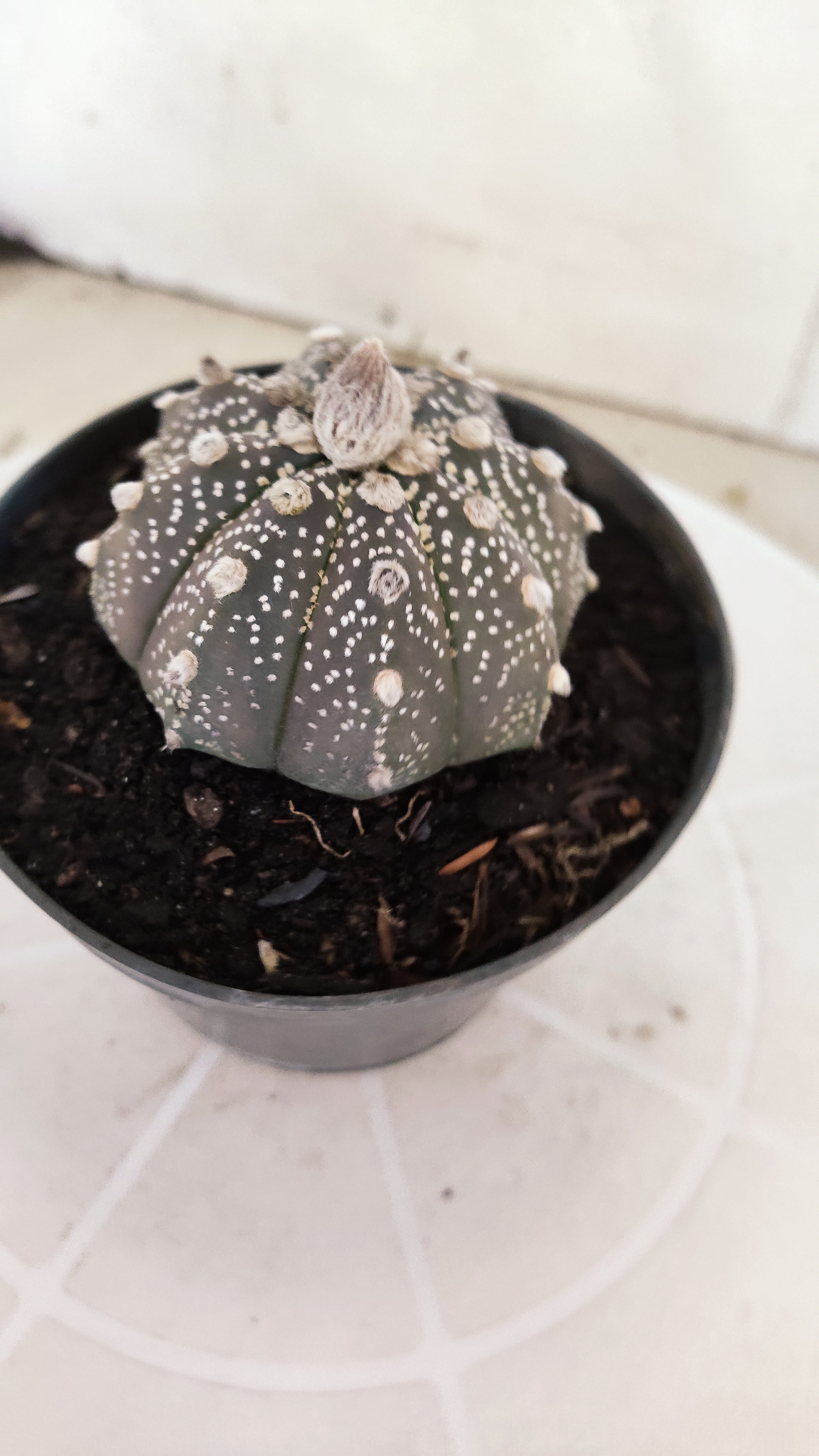 ASTROPHYTUM ASTERIAS "SUPER KABUTO - Purple"   Nº 1087 – vaso 11