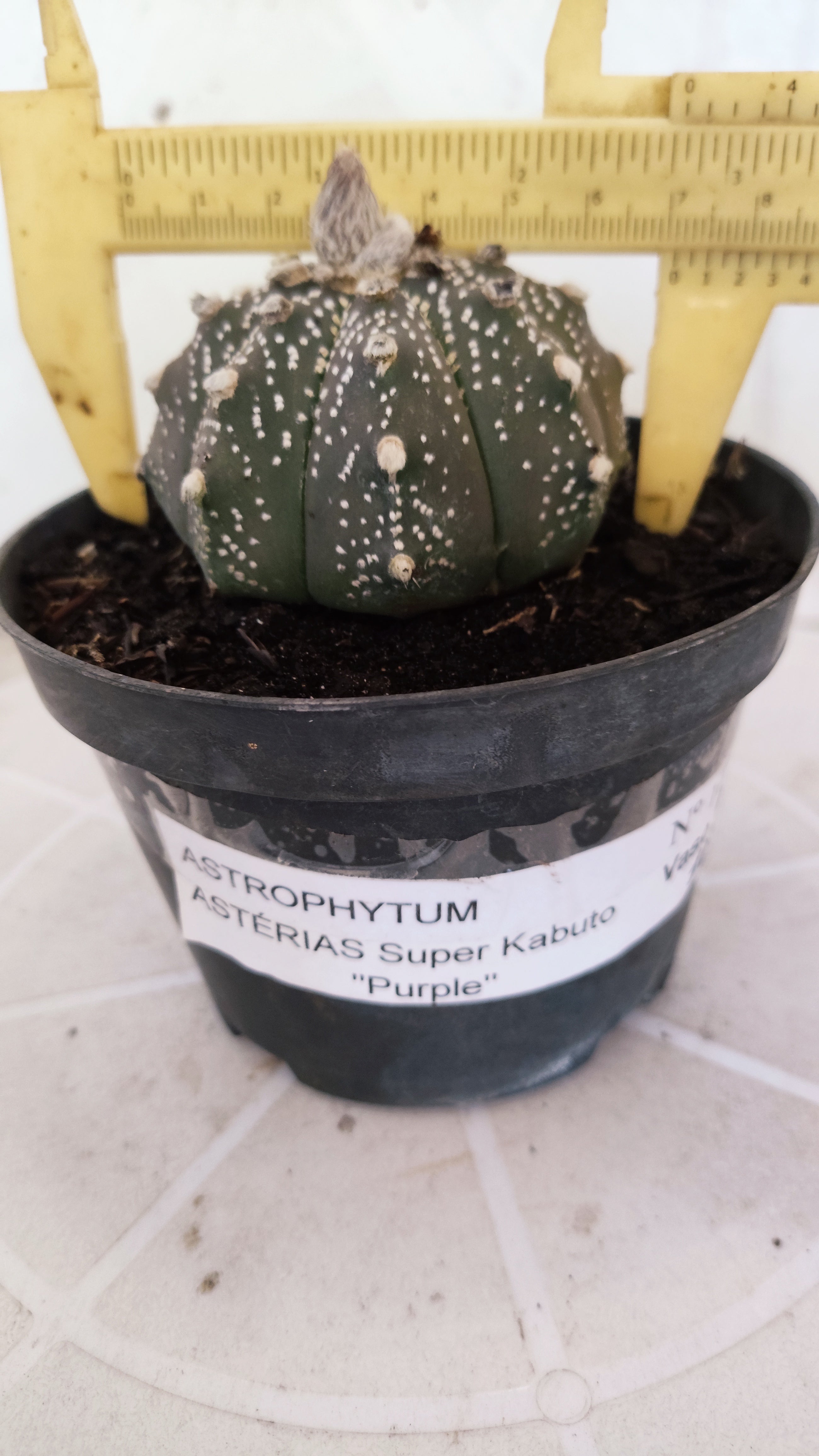 ASTROPHYTUM ASTERIAS "SUPER KABUTO - Purple"   Nº 1087 – vaso 11