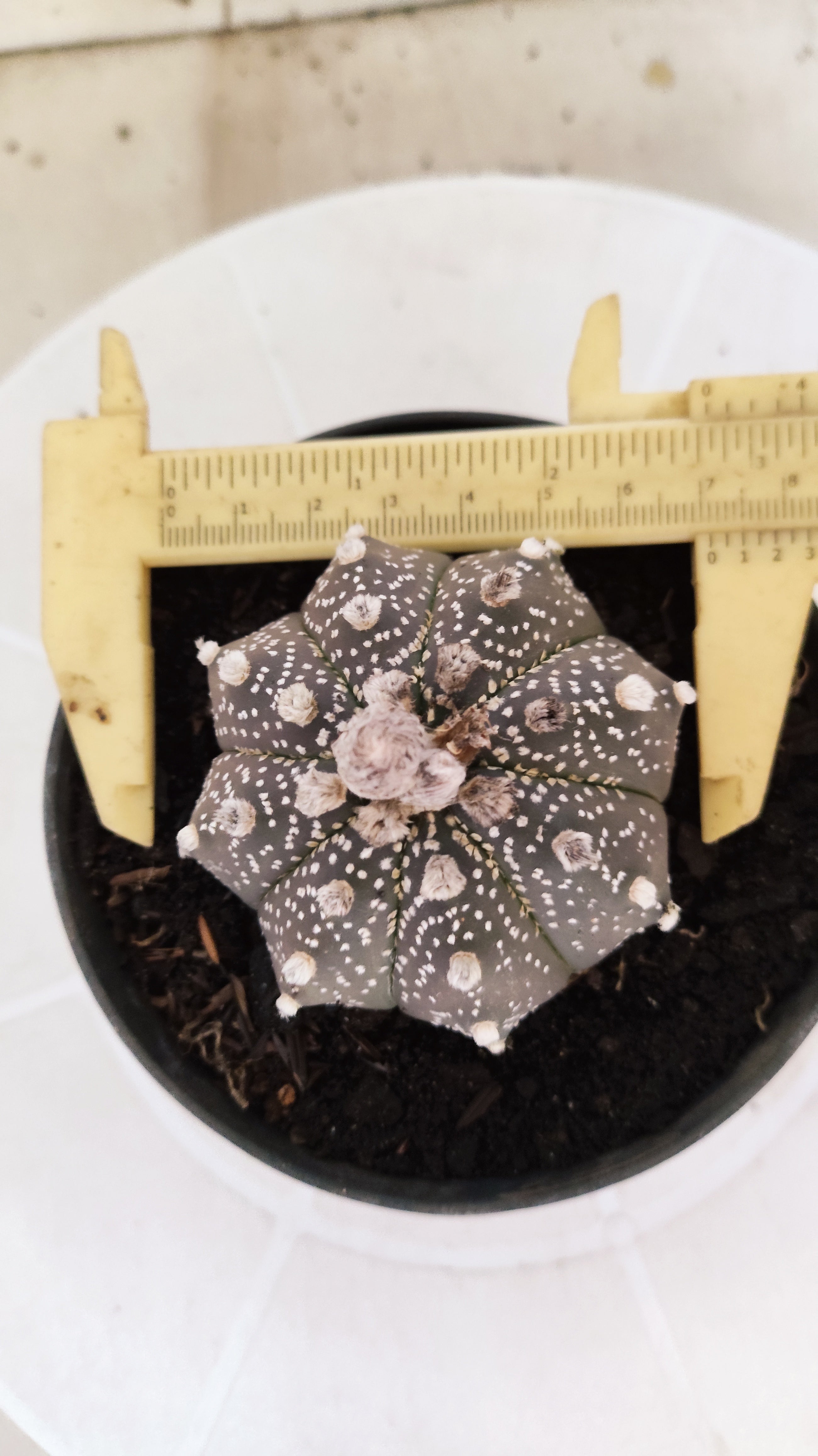 ASTROPHYTUM ASTERIAS "SUPER KABUTO - Purple"   Nº 1087 – vaso 11