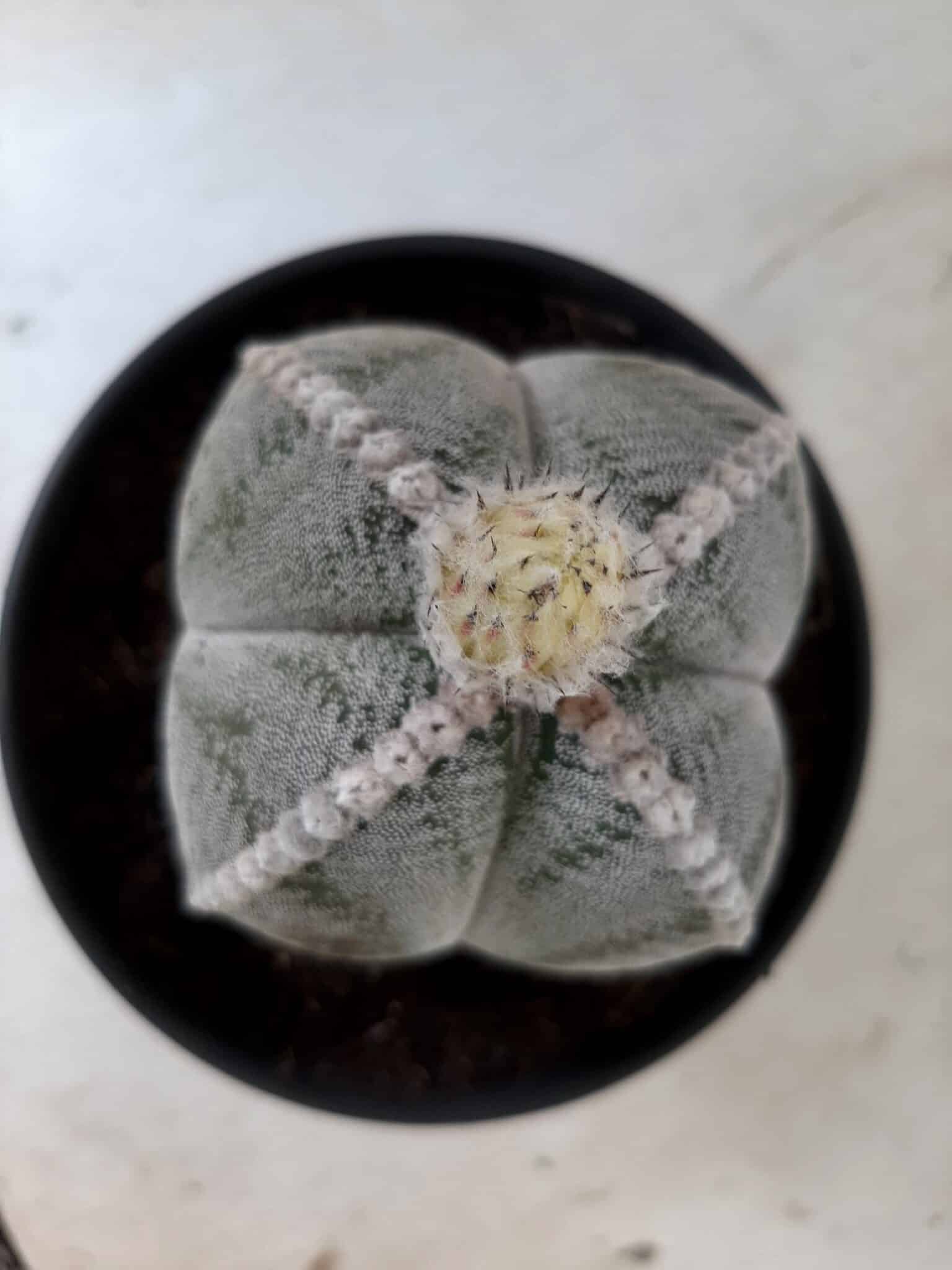 Sementes de cactos ASTROPHYTUM MYRIOSTIGMA - foto 11