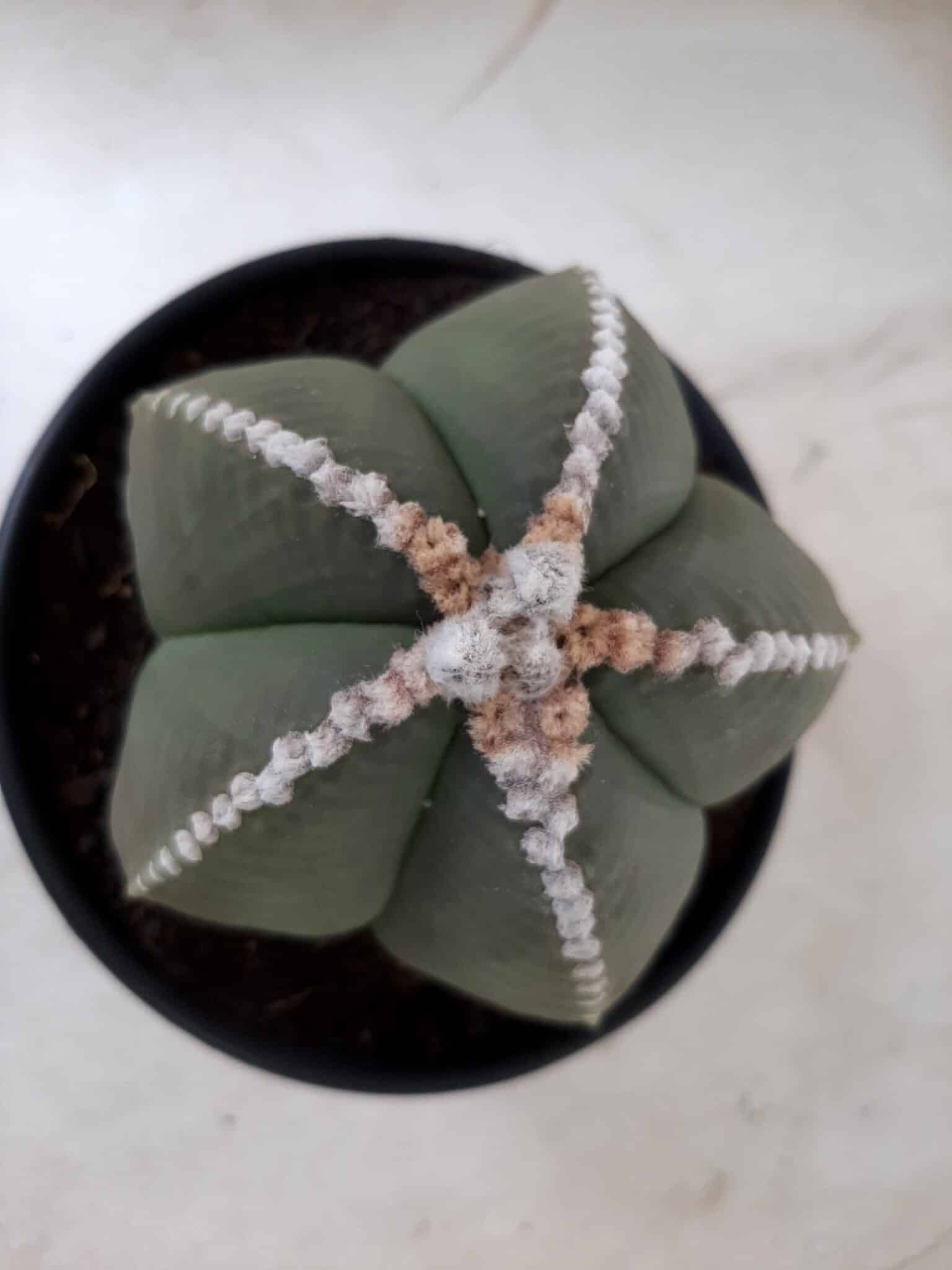 Sementes de cactos ASTROPHYTUM MYRIOSTIGMA - foto 13