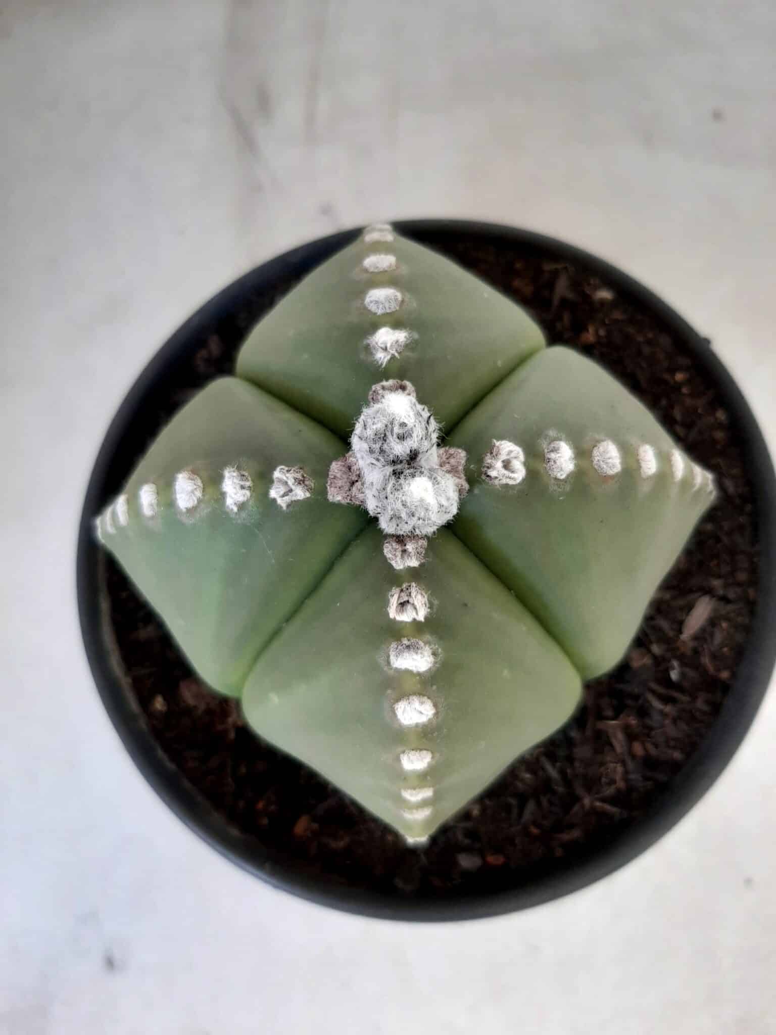 Sementes de cactos ASTROPHYTUM MYRIOSTIGMA - foto 14
