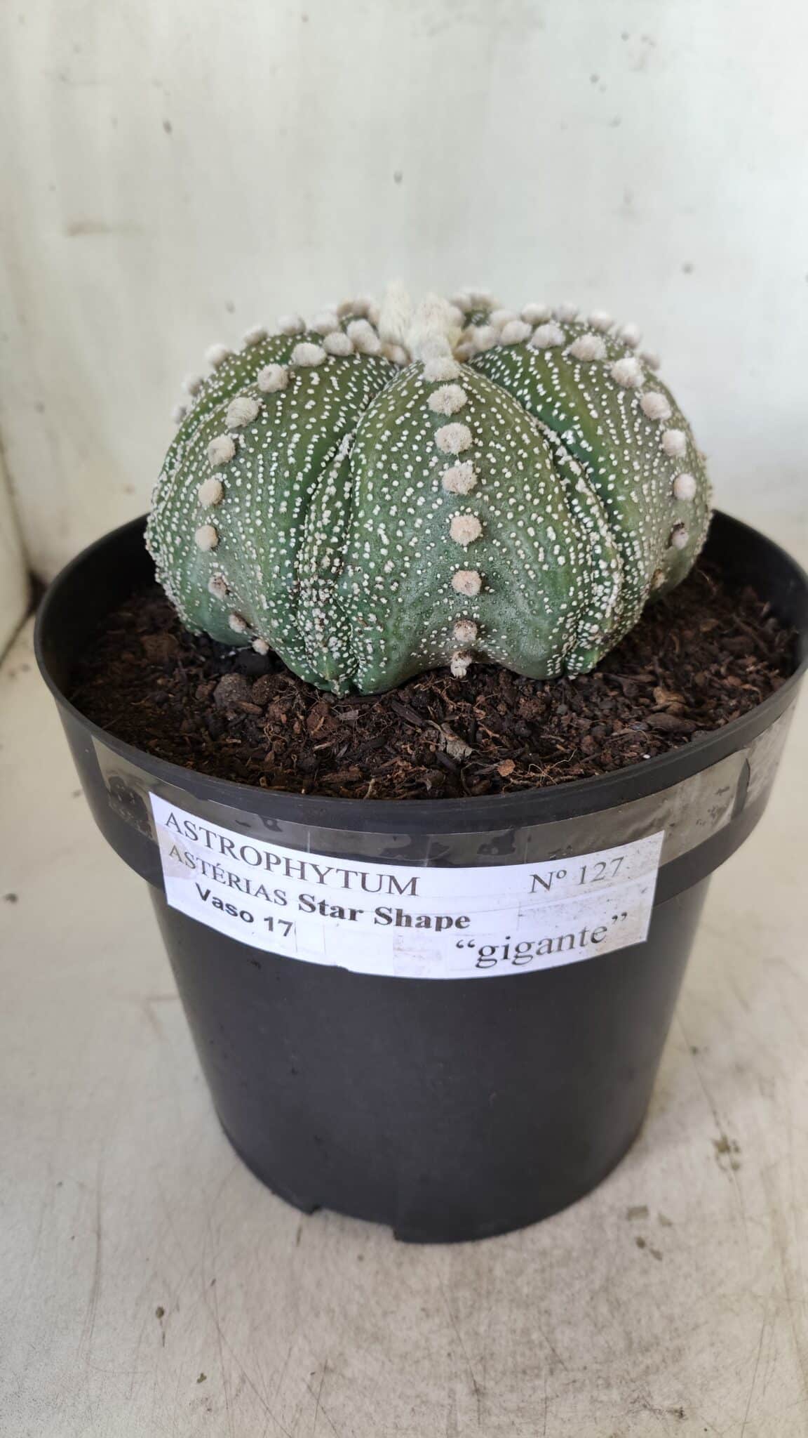 ASTROPHYTUM ASTERIAS STAR SHAPE Nº 127 – vaso 17