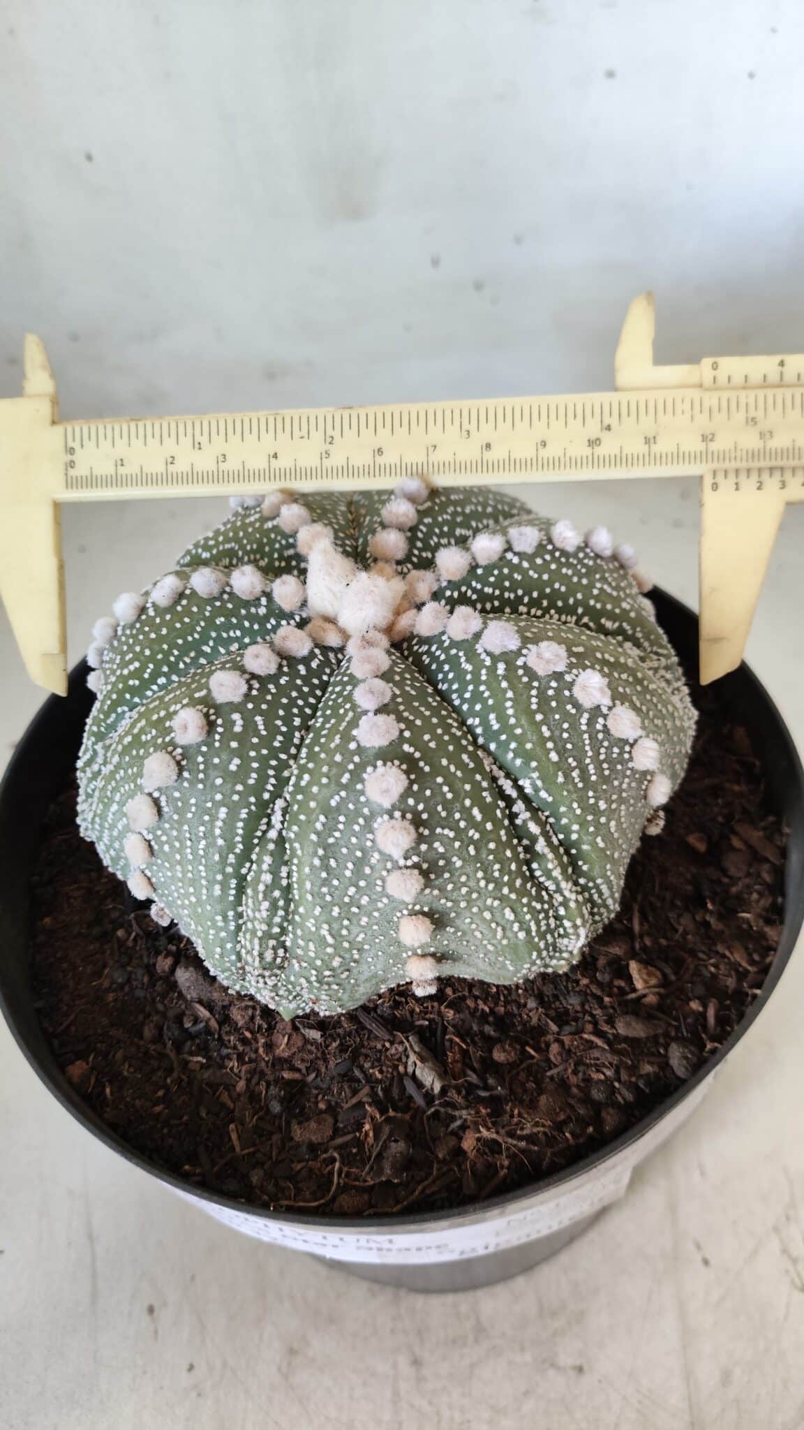 ASTROPHYTUM ASTERIAS STAR SHAPE Nº 127 – vaso 17