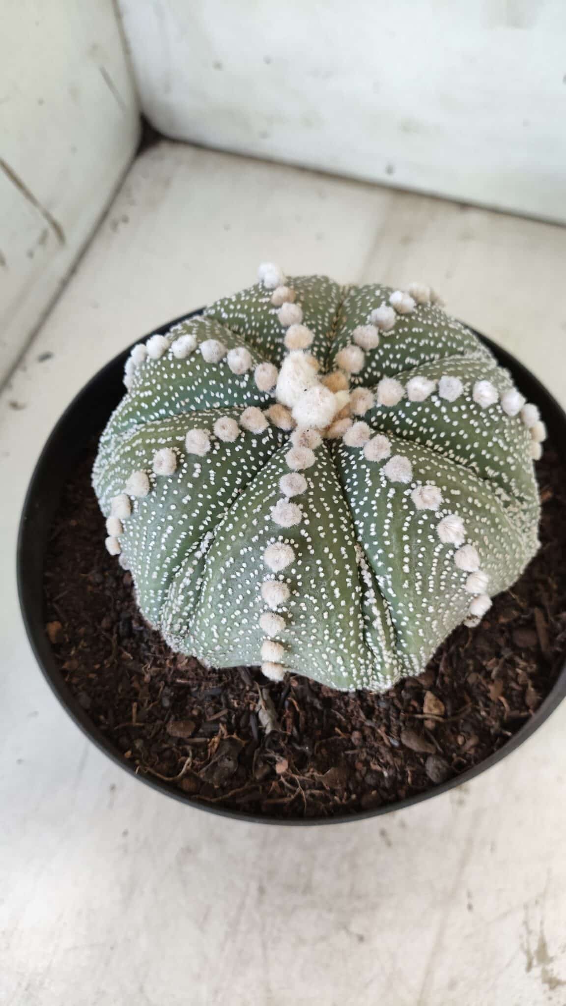 ASTROPHYTUM ASTERIAS STAR SHAPE Nº 127 – vaso 17