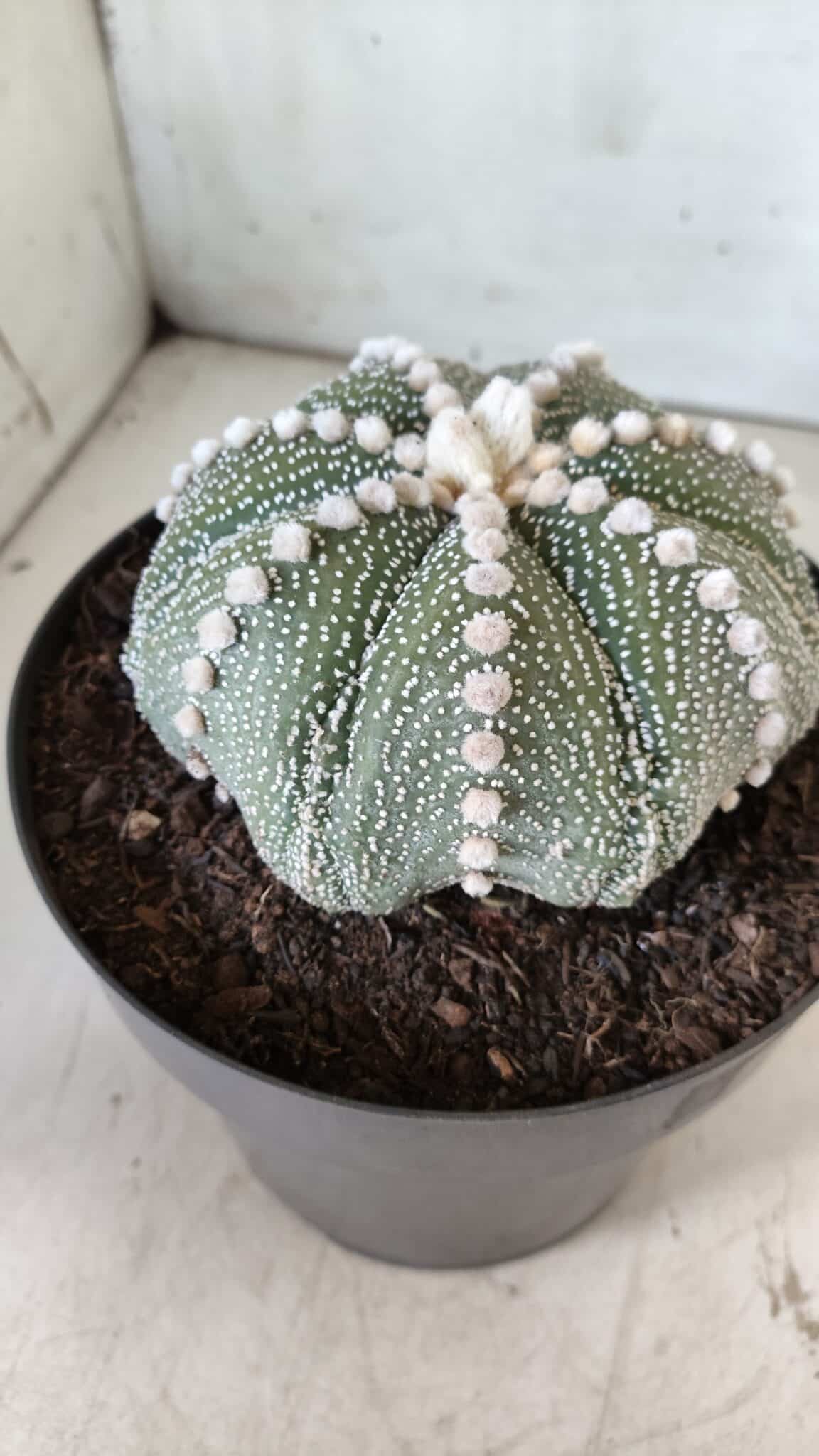 ASTROPHYTUM ASTERIAS STAR SHAPE Nº 127 – vaso 17