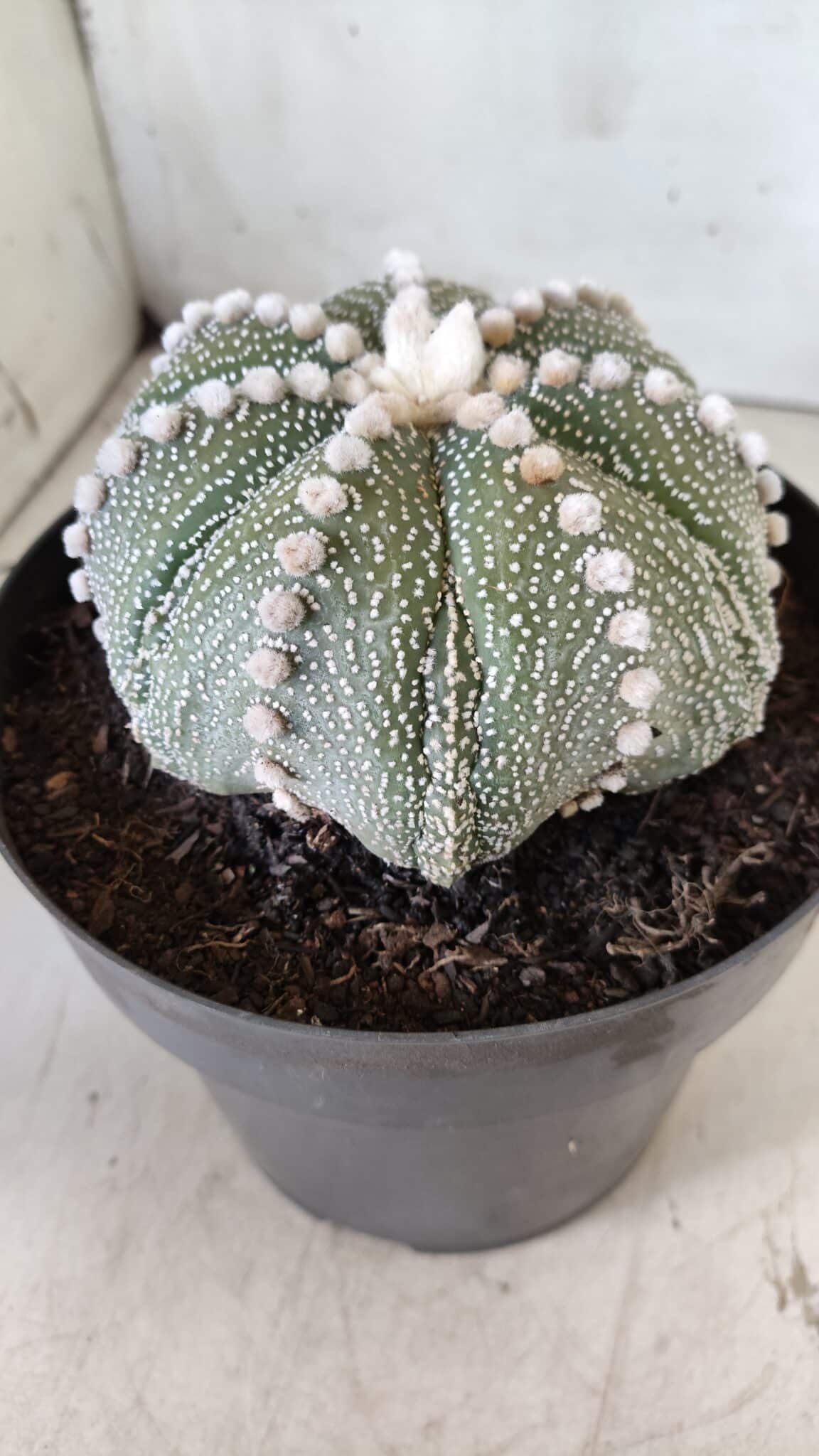 ASTROPHYTUM ASTERIAS STAR SHAPE Nº 127 – vaso 17
