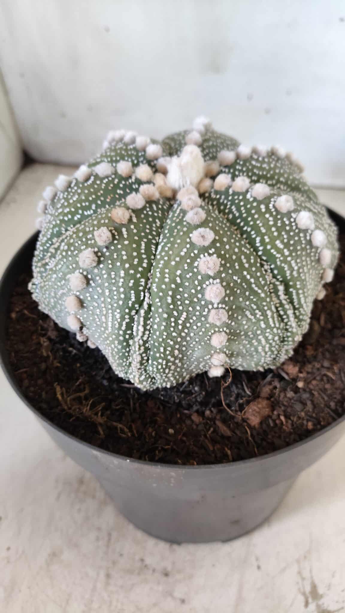 ASTROPHYTUM ASTERIAS STAR SHAPE Nº 127 – vaso 17