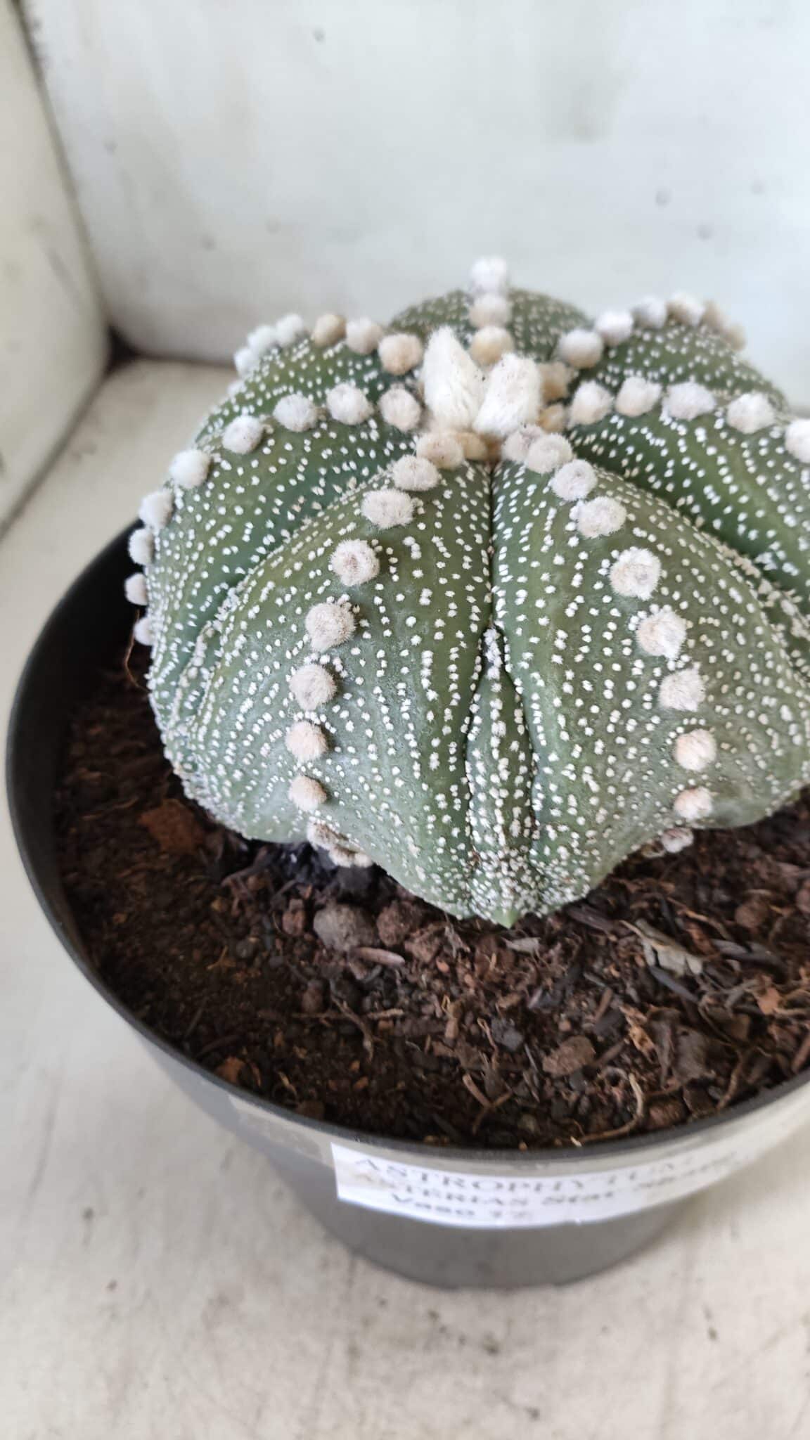 ASTROPHYTUM ASTERIAS STAR SHAPE Nº 127 – vaso 17