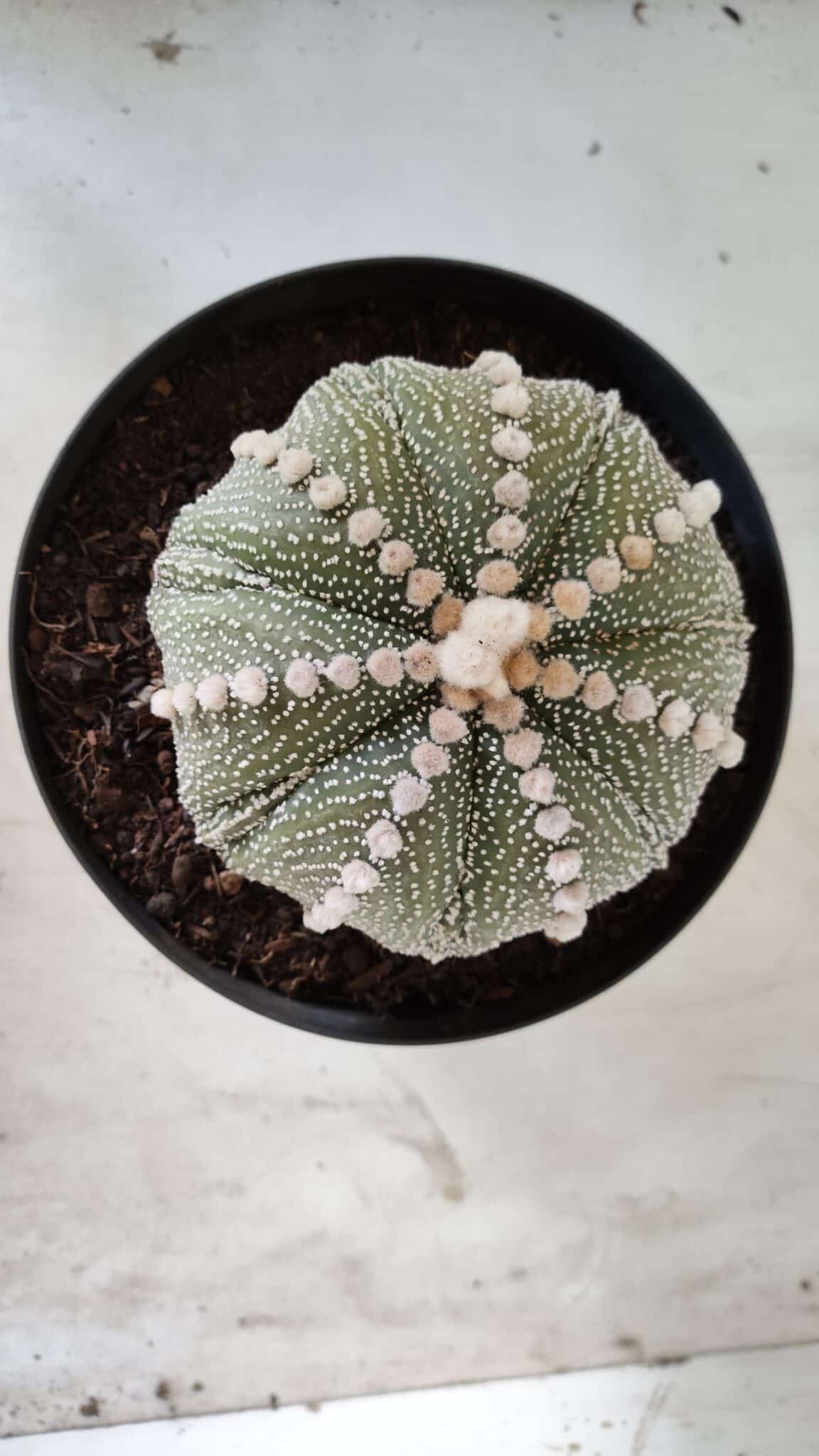 ASTROPHYTUM ASTERIAS STAR SHAPE Nº 127 – vaso 17