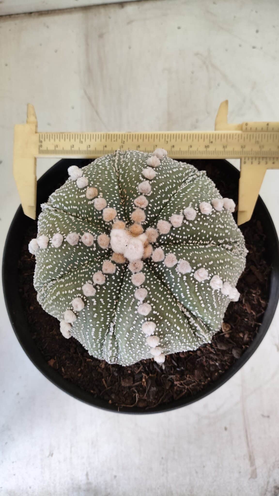 ASTROPHYTUM ASTERIAS STAR SHAPE Nº 127 – vaso 17
