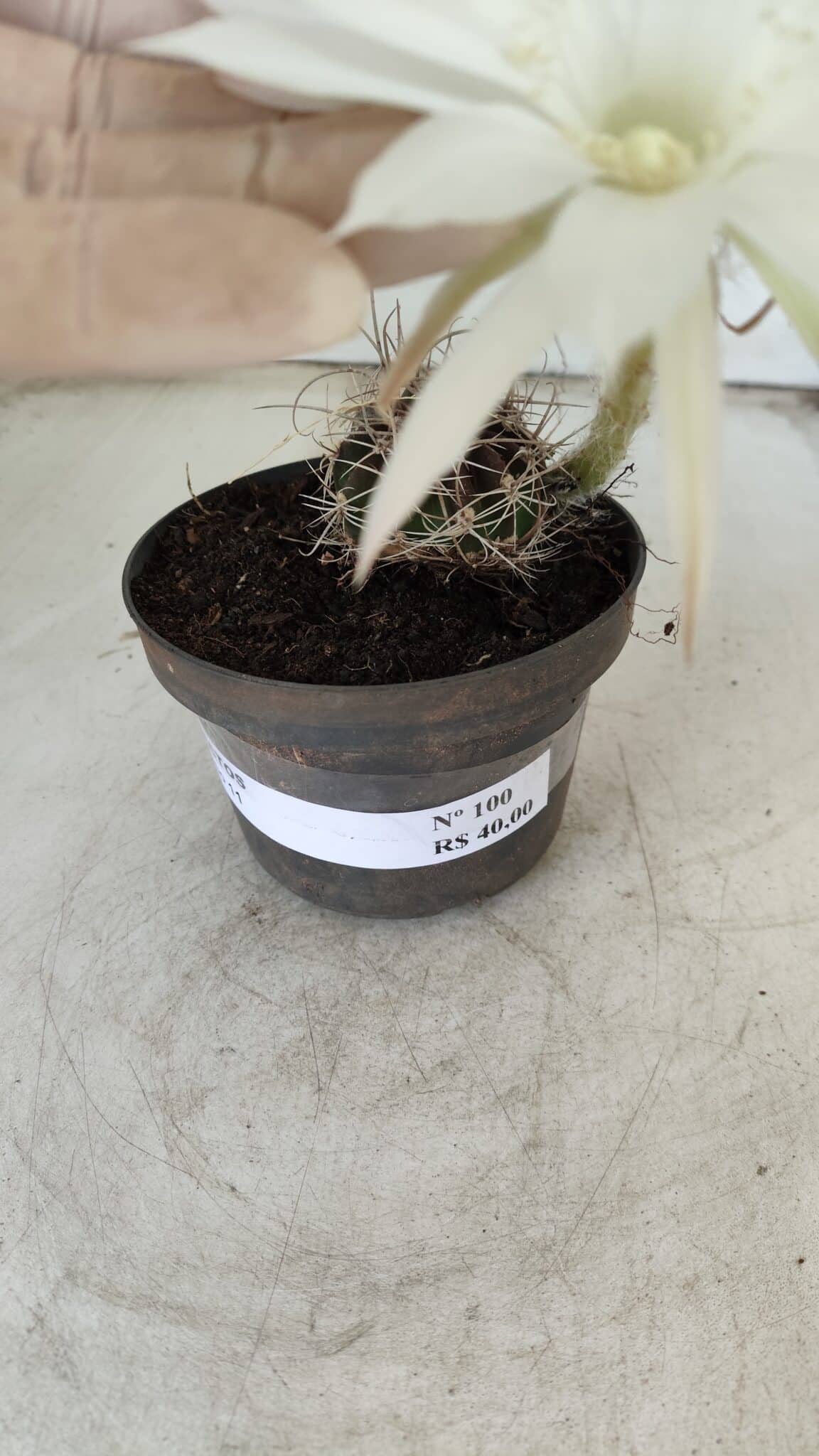 CACTOS  Nº 100 – vaso 11