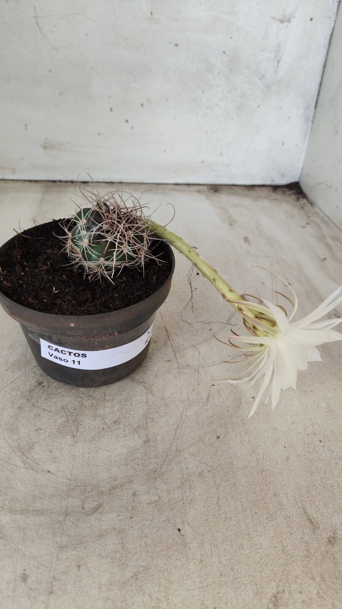 CACTOS  Nº 100 – vaso 11