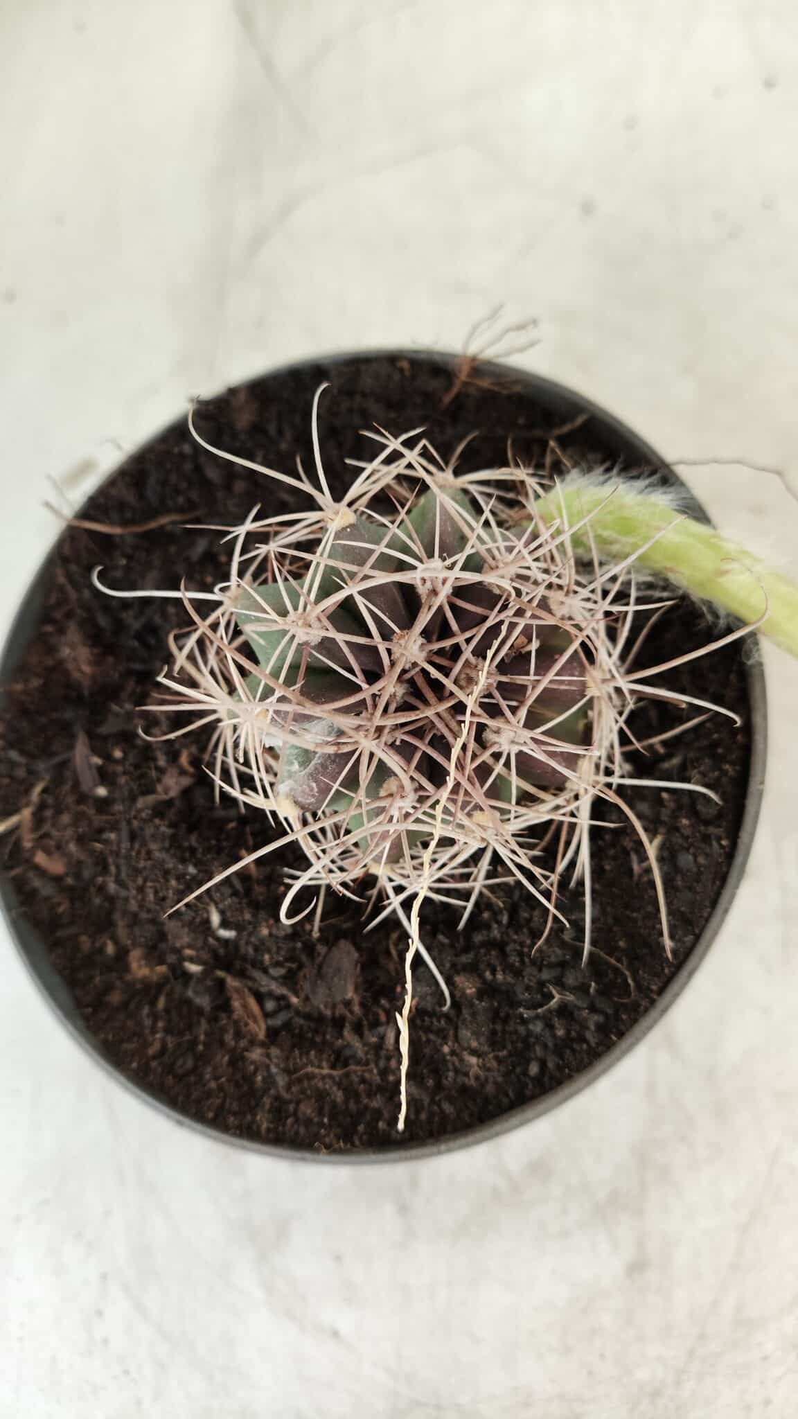 CACTOS  Nº 100 – vaso 11