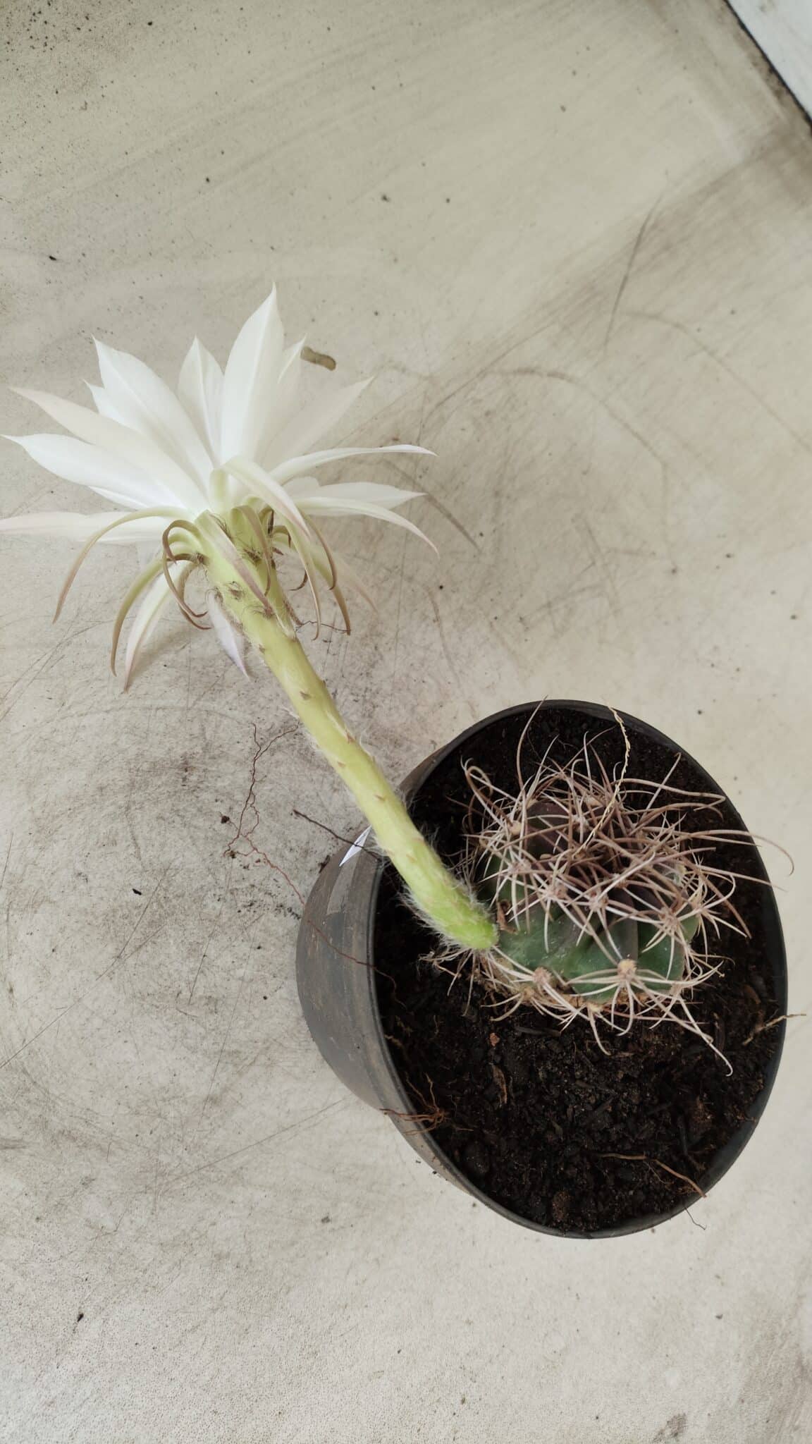 CACTOS  Nº 100 – vaso 11