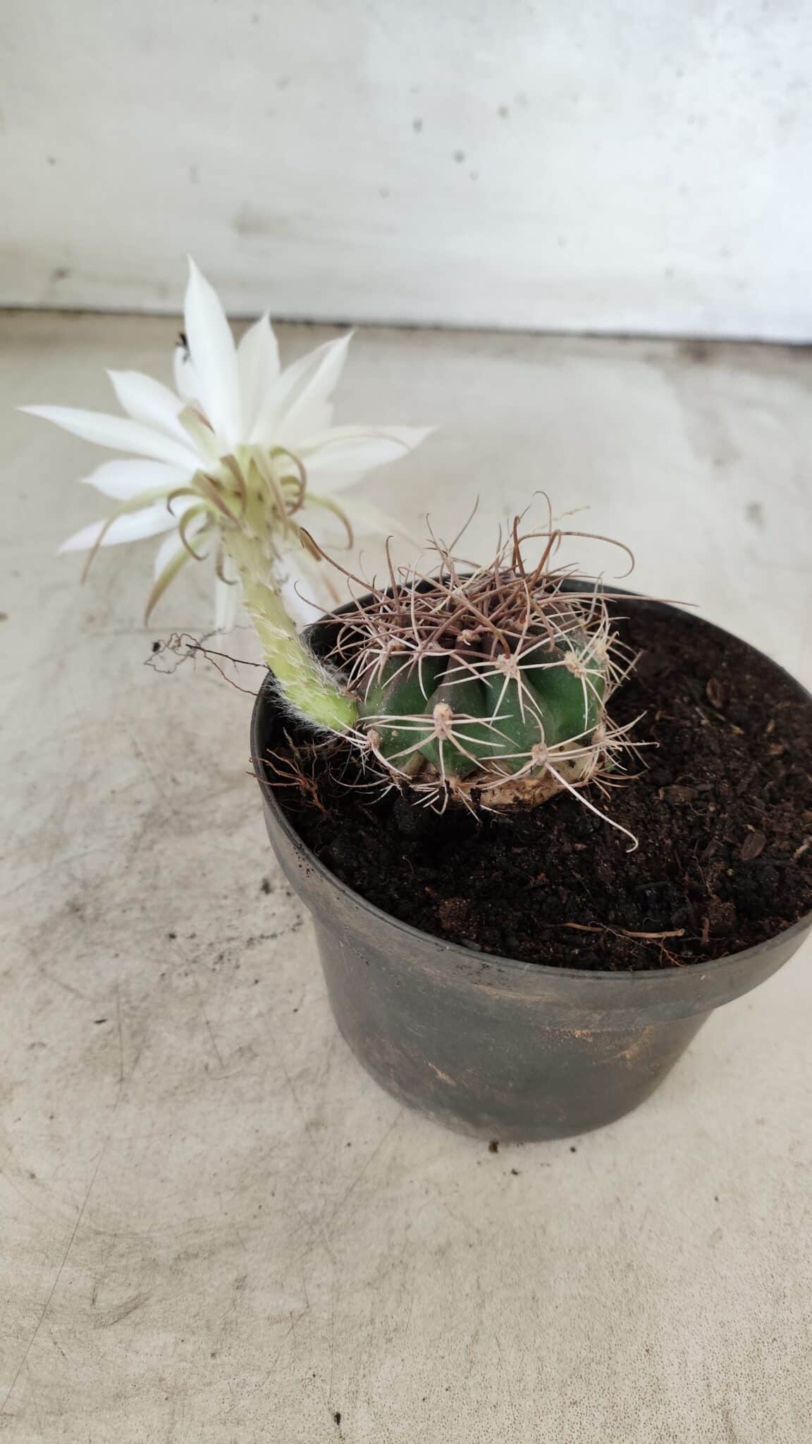 CACTOS  Nº 100 – vaso 11