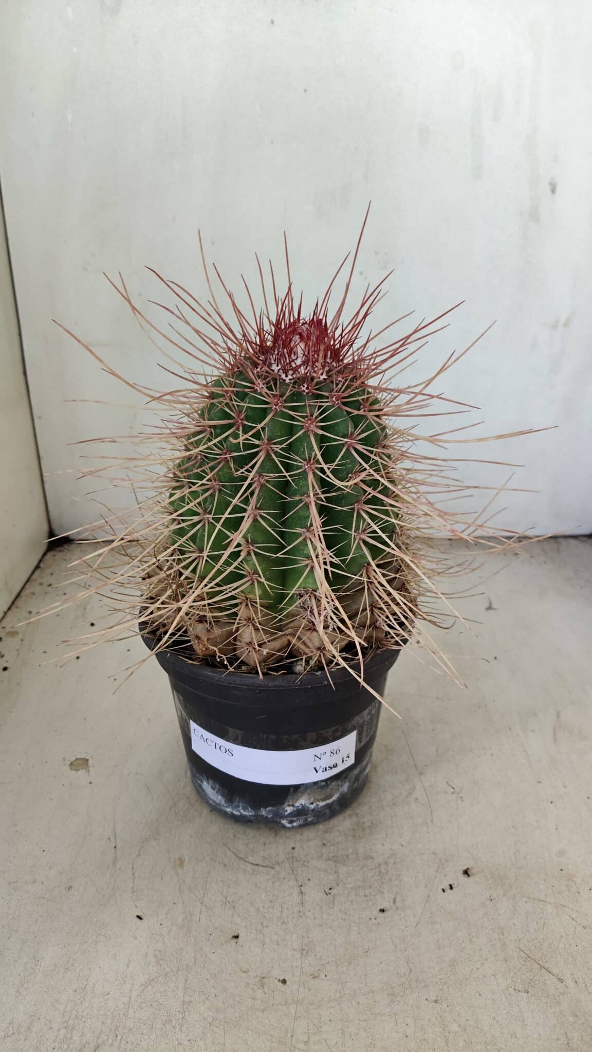 CACTOS Nº 86 – vaso 15 - foto 2