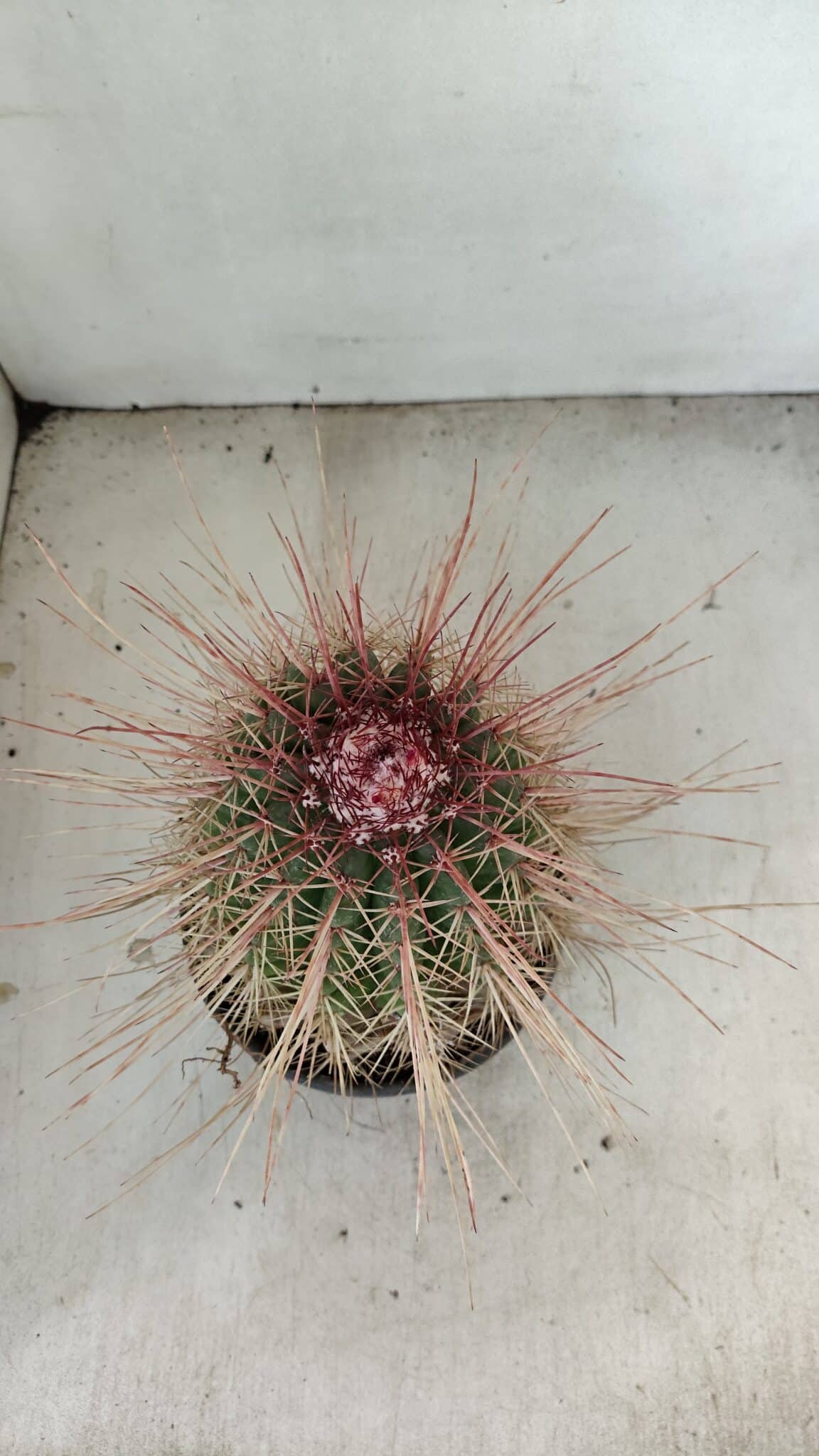 CACTOS Nº 86 – vaso 15 - foto 3
