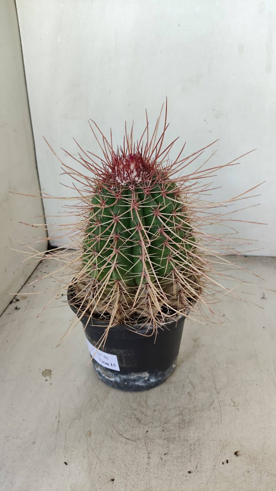 CACTOS Nº 86 – vaso 15 - foto 7