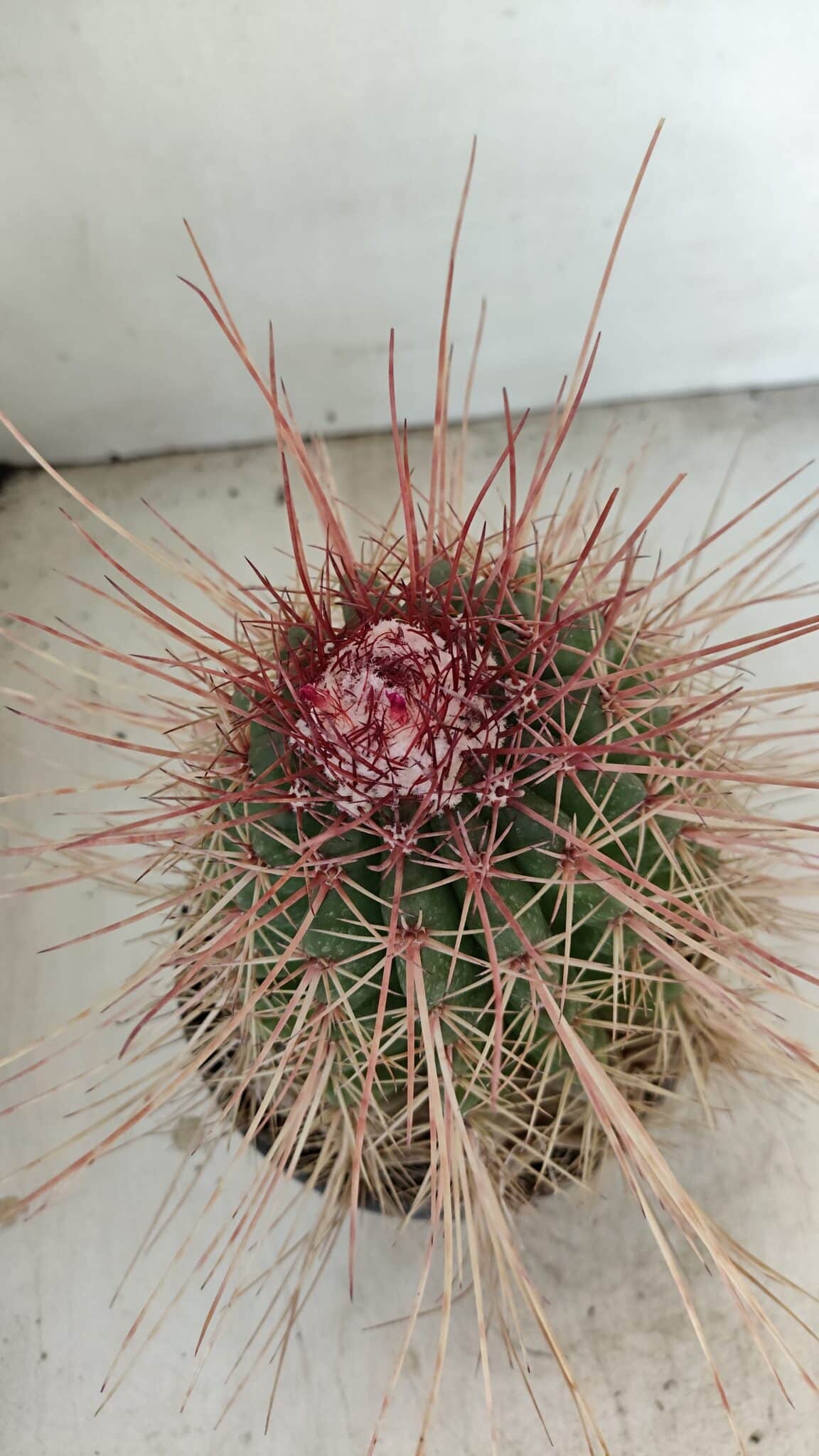 CACTOS Nº 86 – vaso 15 - foto 6