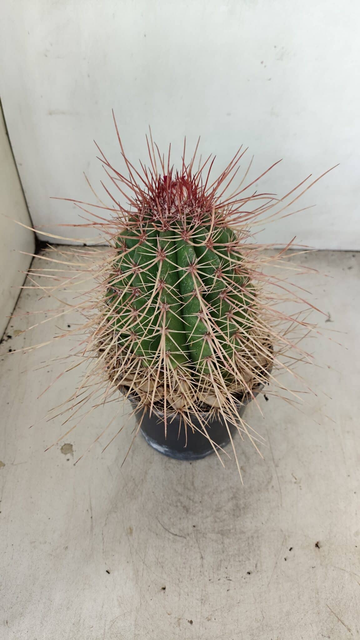 CACTOS Nº 86 – vaso 15 - foto 5