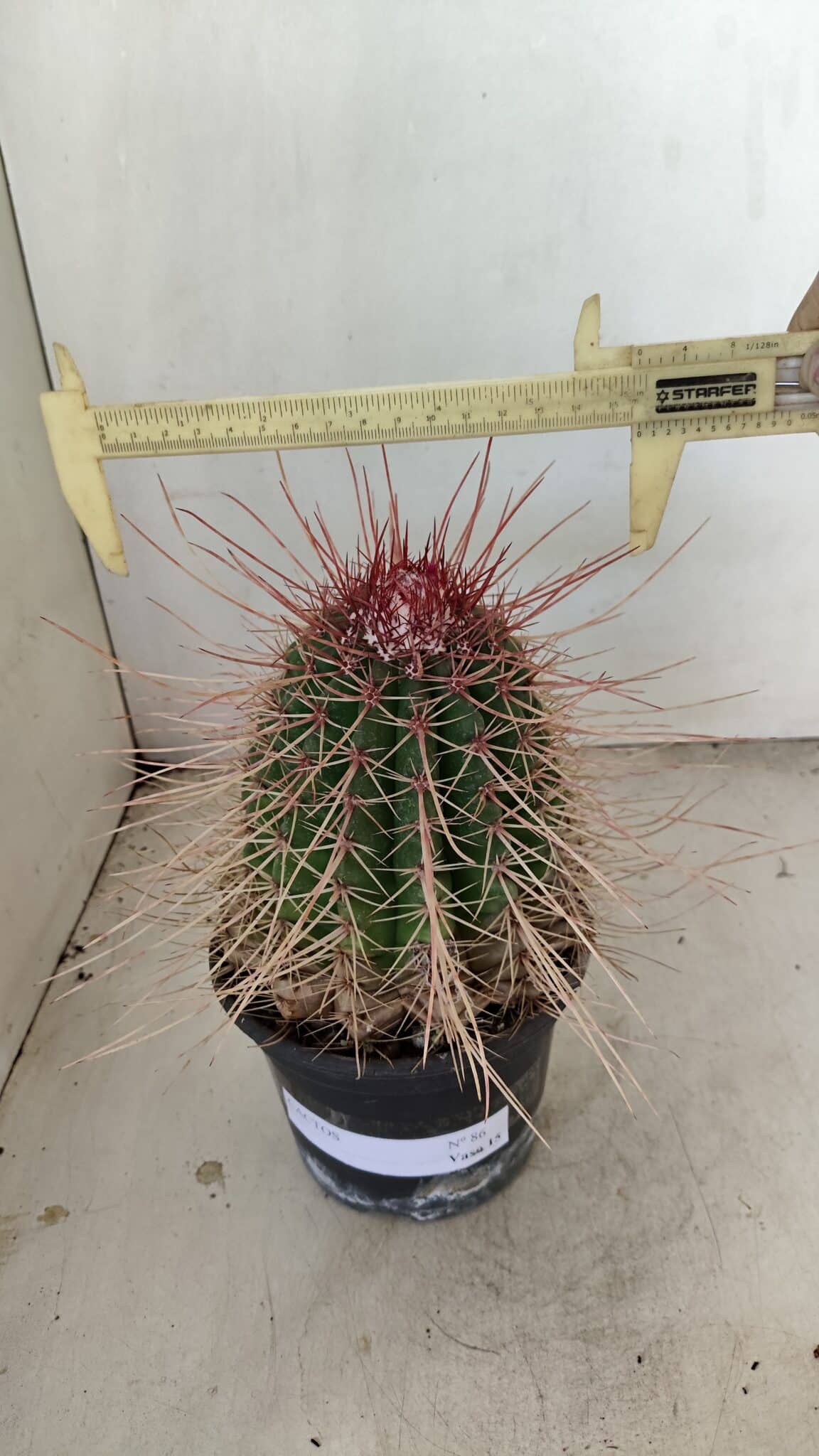 CACTOS Nº 86 – vaso 15 - foto 4