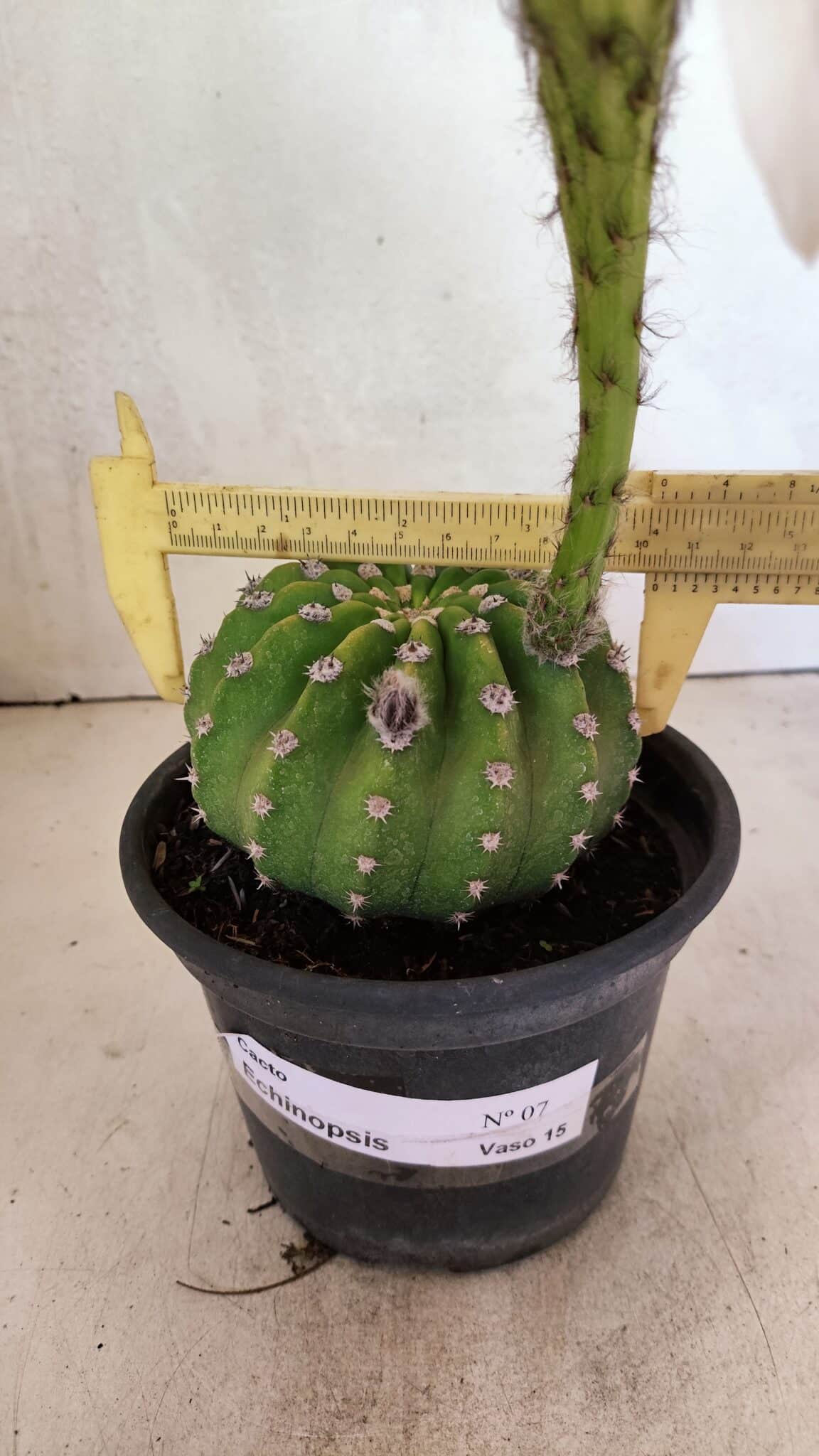 Matriz Cacto Echinopsis  Nº 07 - vaso 15 - foto 5