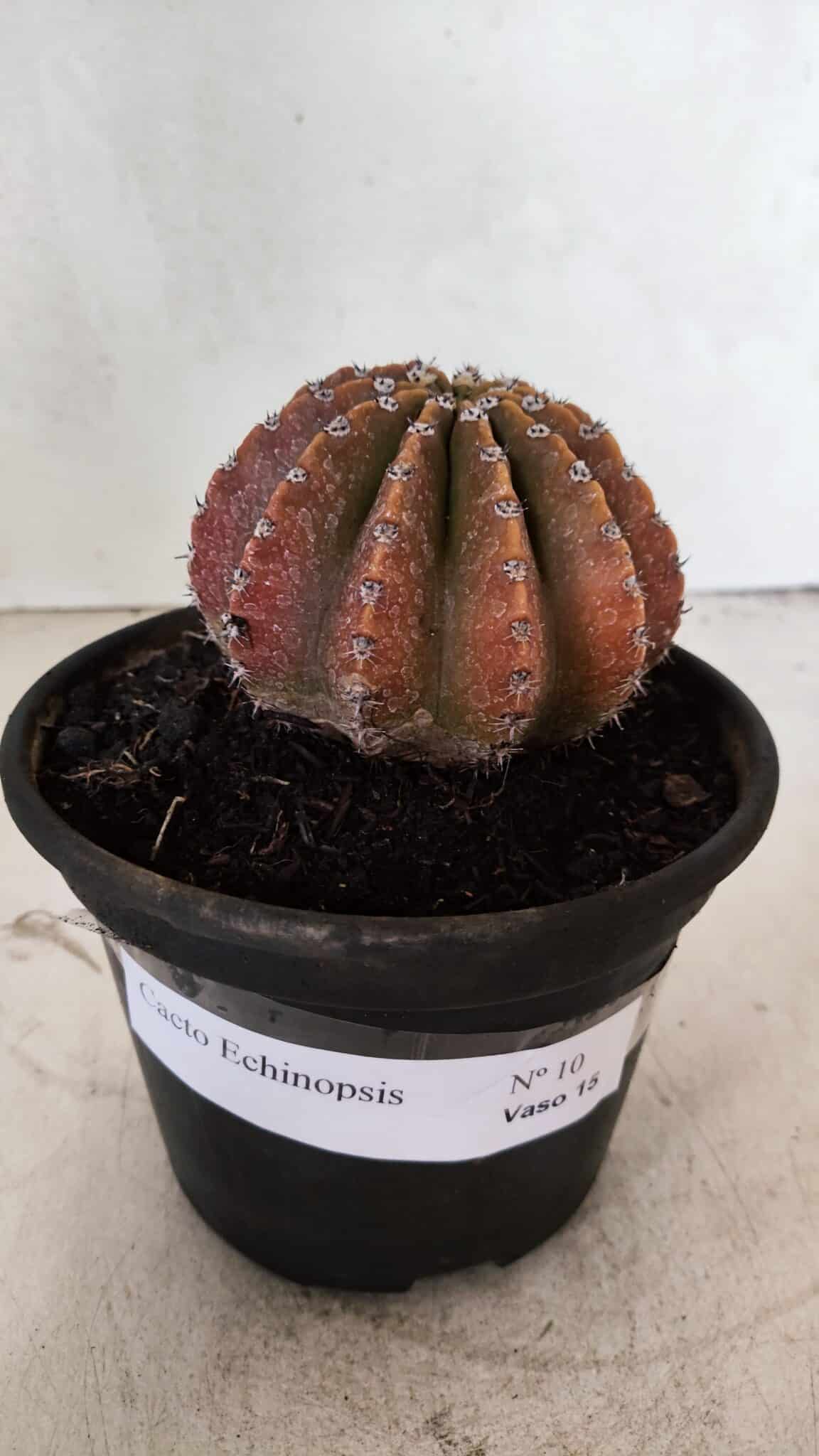 Cacto Echinopsis  Nº 10 - vaso 15 - foto 2