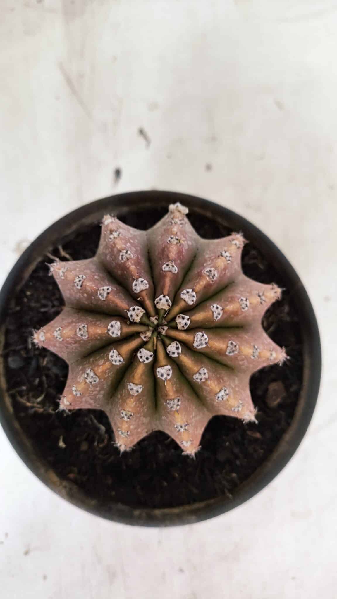 Cacto Echinopsis  Nº 10 - vaso 15 - foto 3