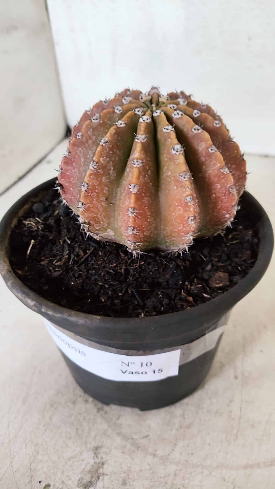 Cacto Echinopsis  Nº 10 - vaso 15 - foto 9