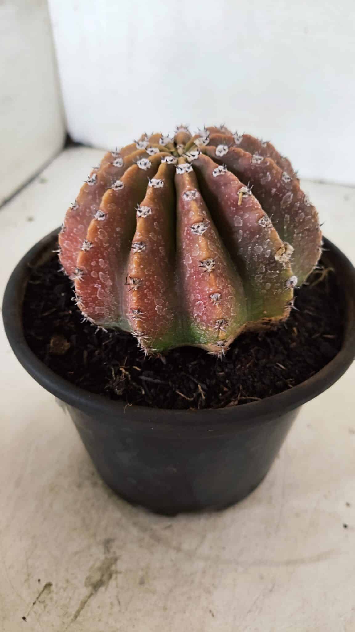 Cacto Echinopsis  Nº 10 - vaso 15 - foto 8