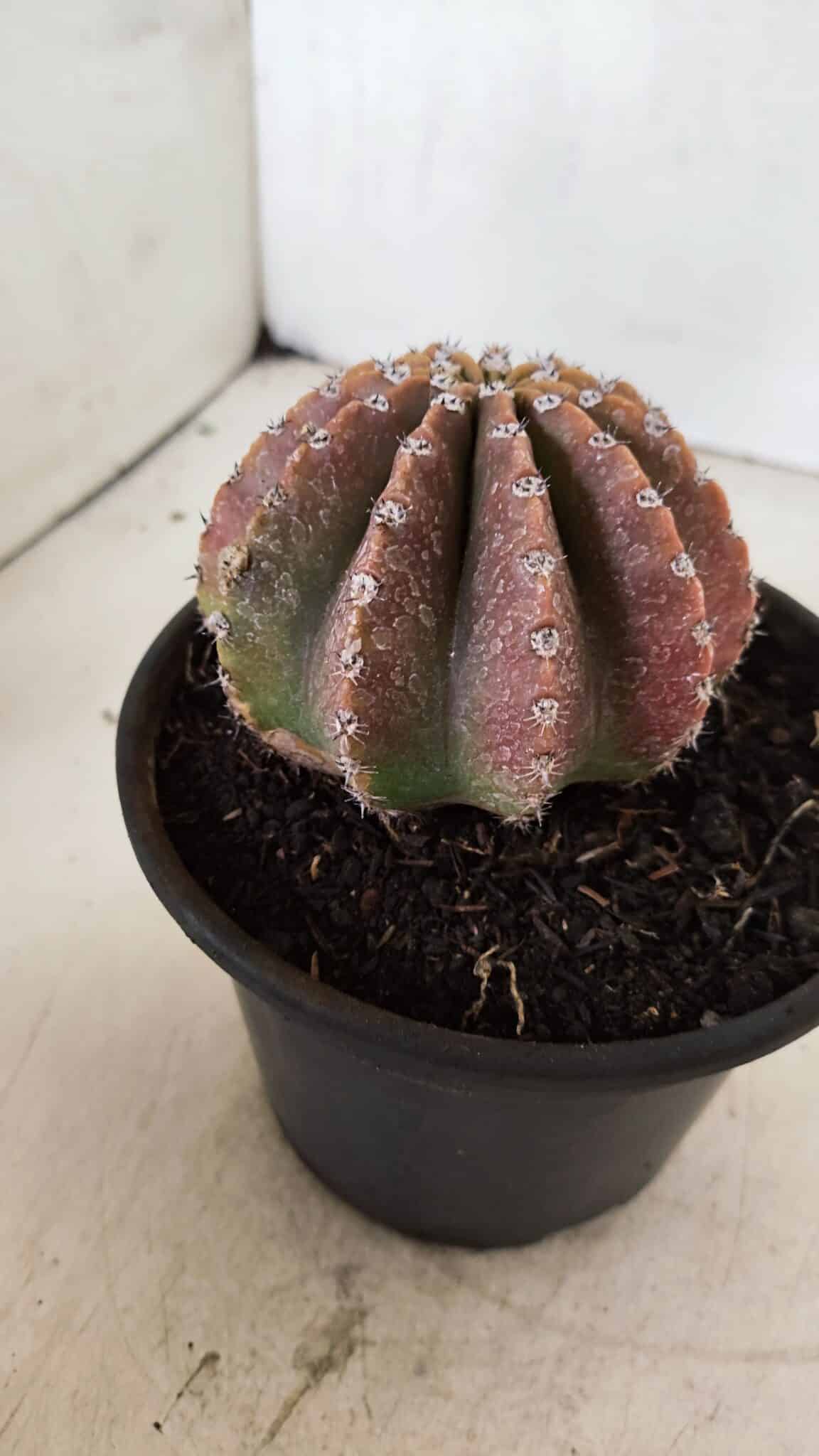 Cacto Echinopsis  Nº 10 - vaso 15 - foto 7