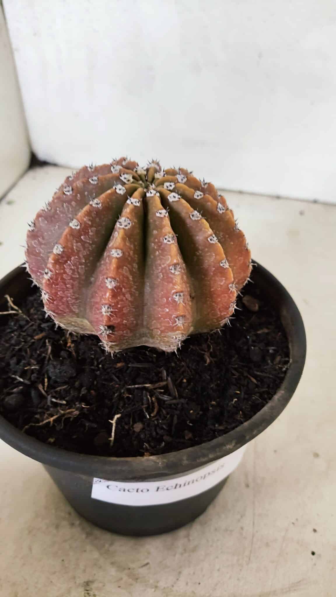 Cacto Echinopsis  Nº 10 - vaso 15 - foto 6