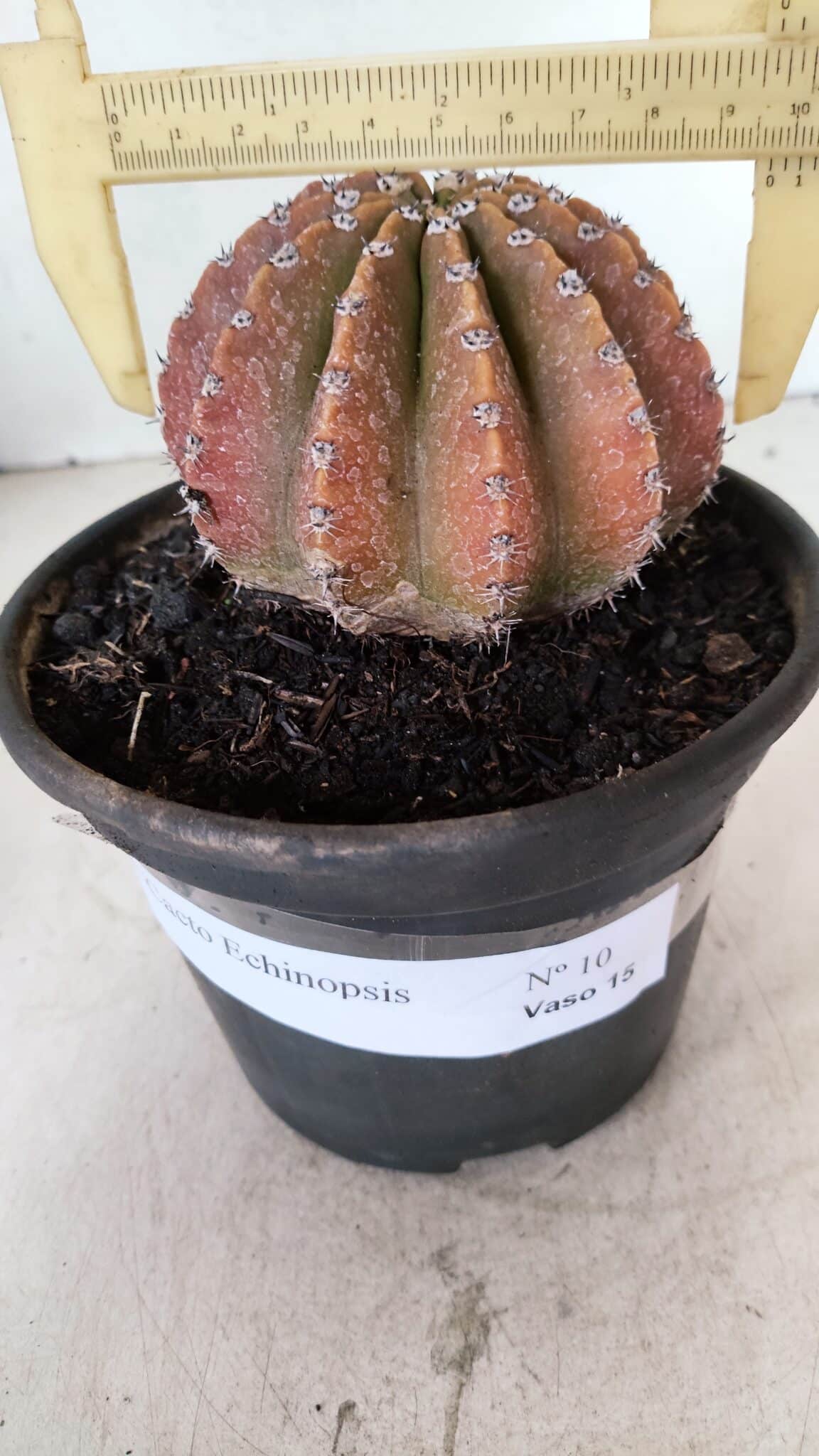 Cacto Echinopsis  Nº 10 - vaso 15 - foto 4