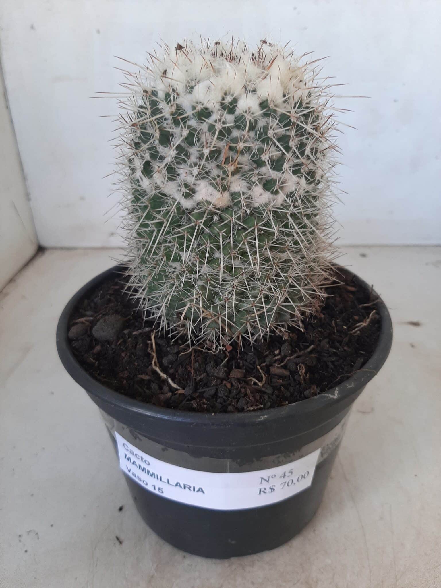 CACTOS Mammillaria Nº 45 – vaso 15