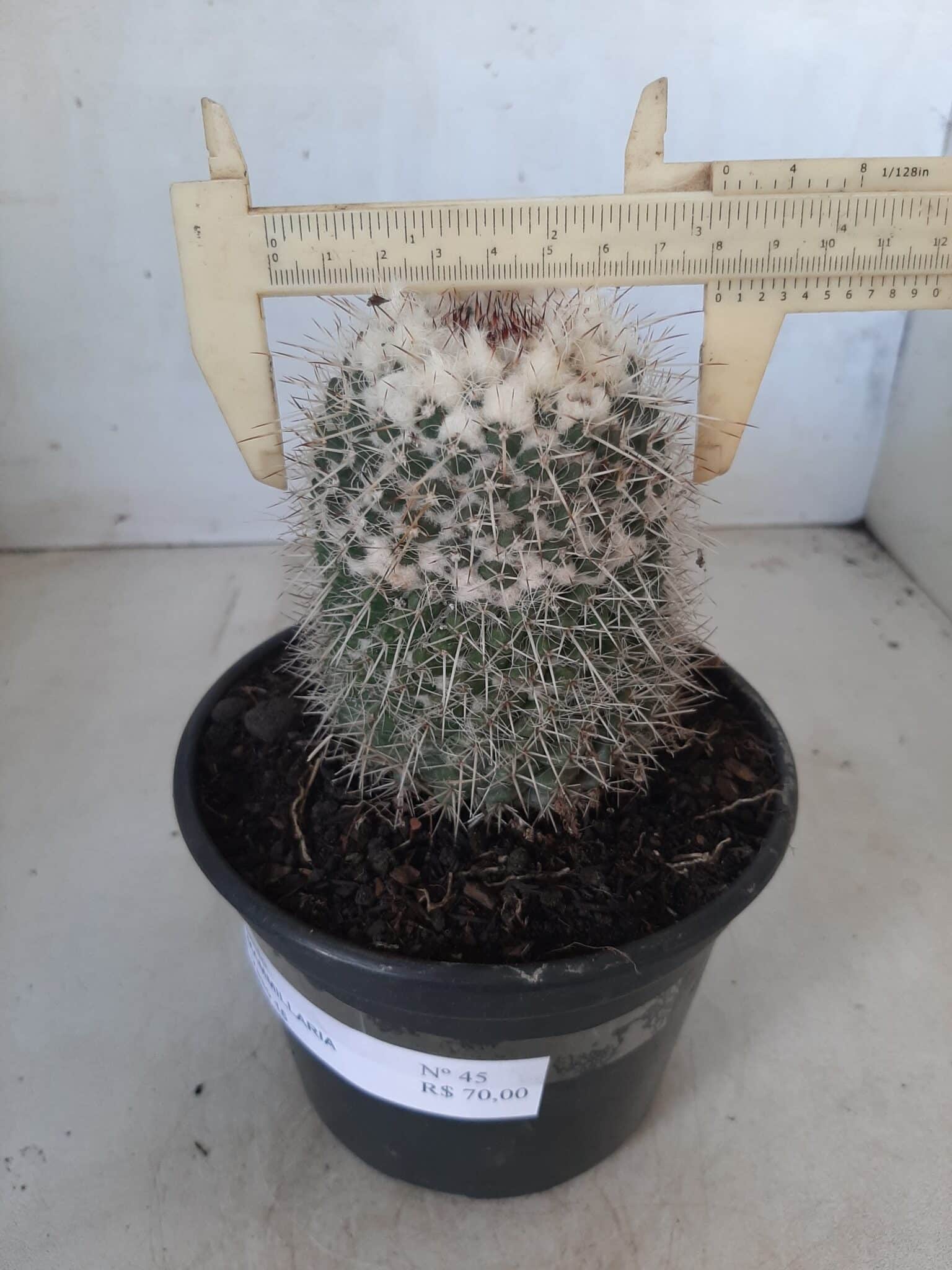 CACTOS Mammillaria Nº 45 – vaso 15