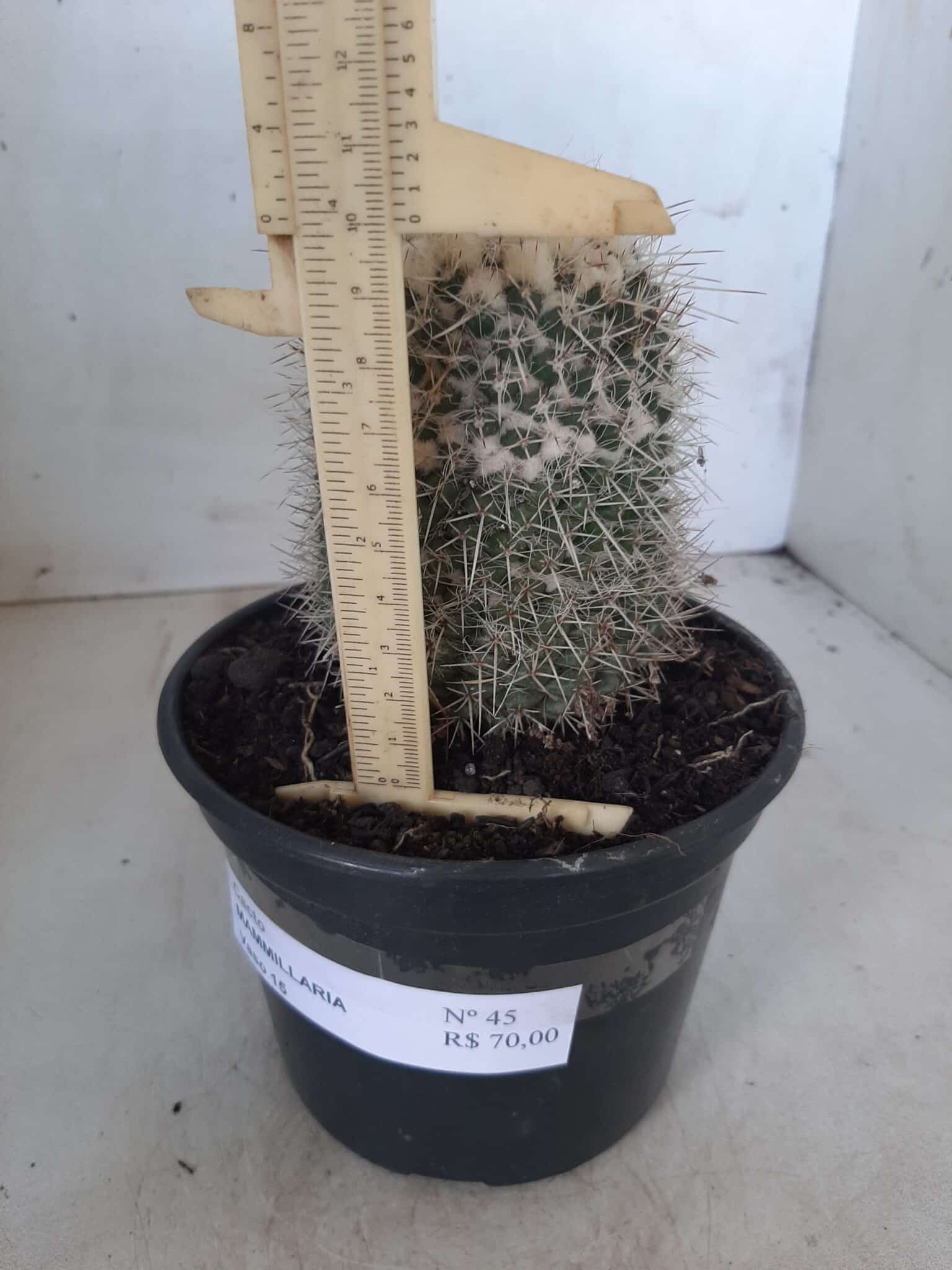 CACTOS Mammillaria Nº 45 – vaso 15