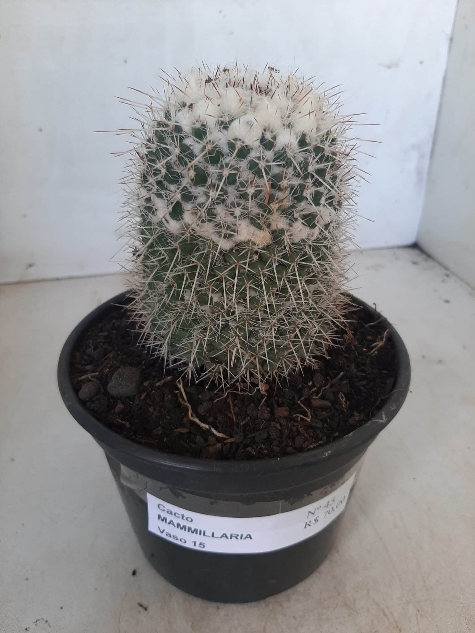 CACTOS Mammillaria Nº 45 – vaso 15